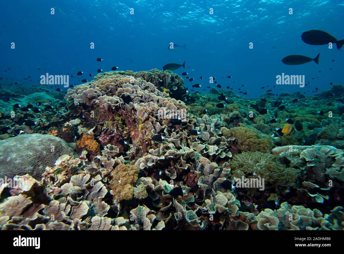 Underwater Tropical Coral Reefs Stock Photo