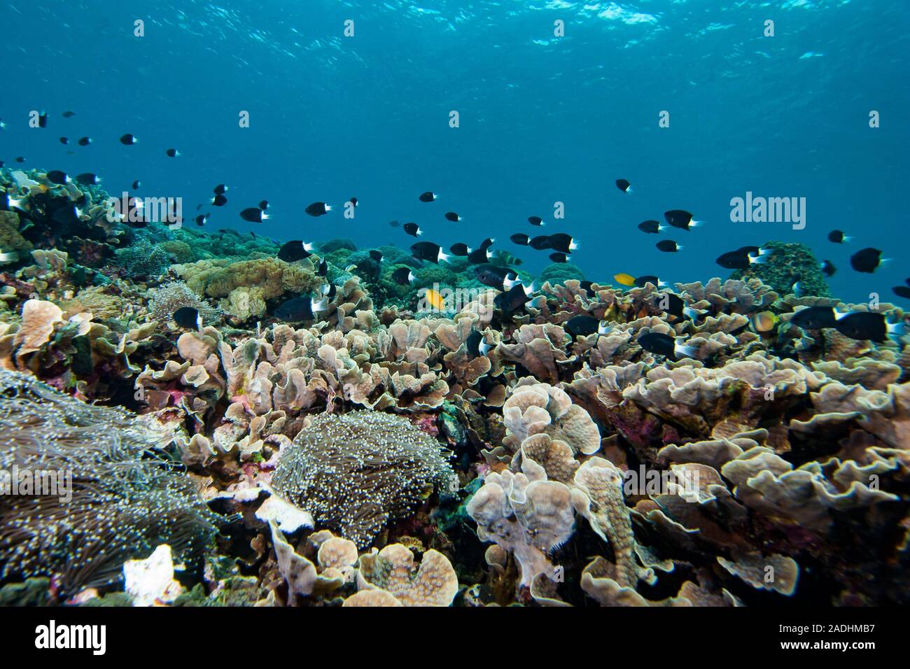 Underwater Tropical Coral Reefs Stock Photo
