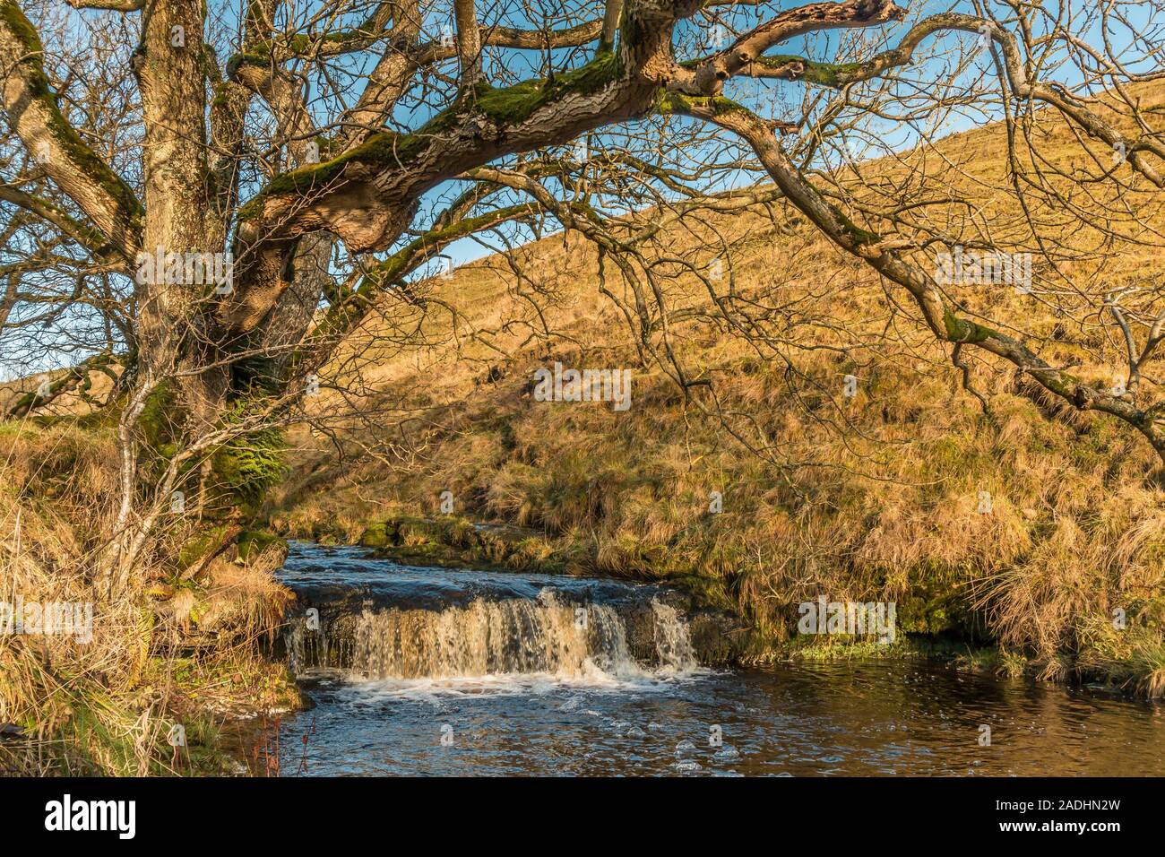 A cascade on a moorland stream, framed by a mature ash tree, in late autumn with strong sunshine and a clear blue sky Stock Photo