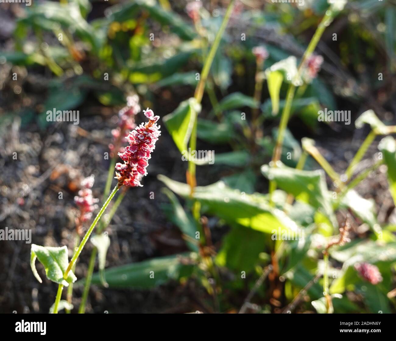 Blooming knotweed Persicaria amplexicaulis firetail in the morning light. Red flowers in the winter morning sun on blurred background Stock Photo