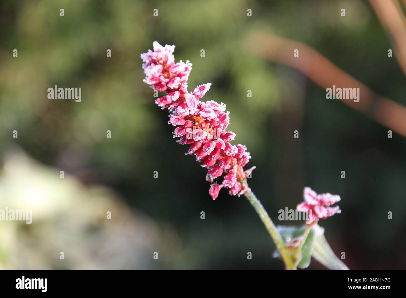 Blooming knotweed Persicaria amplexicaulis firetail in the morning light. Red flowers in the winter morning sun on blurred background Stock Photo
