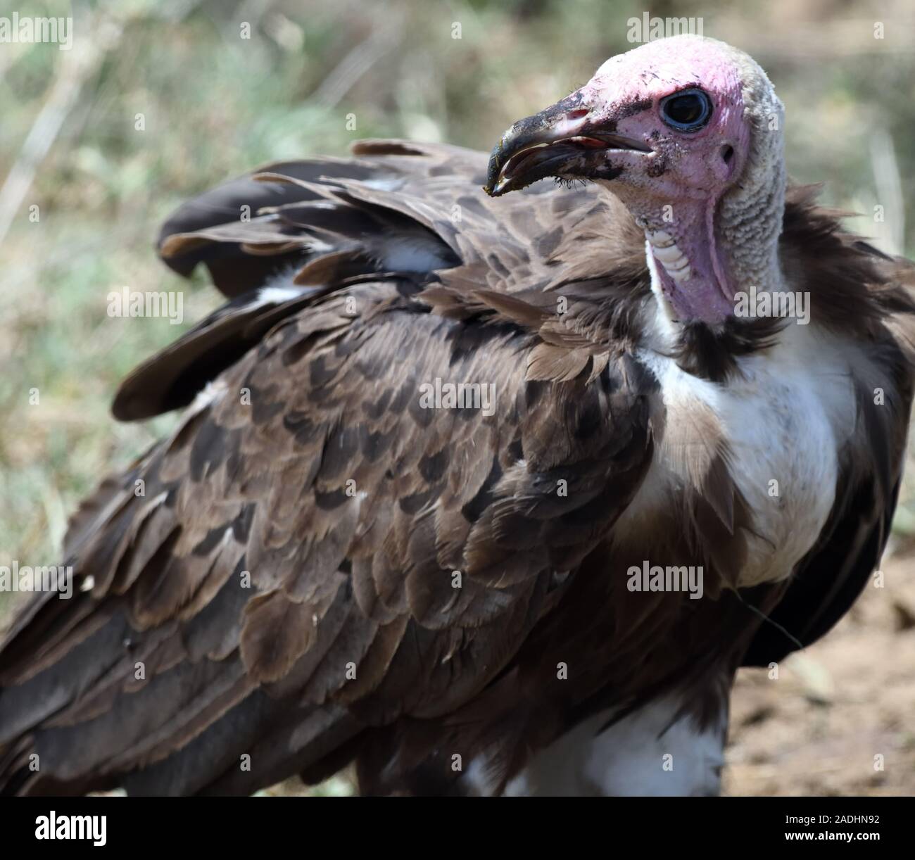 A hooded vulture (Necrosyrtes monachus) on the ground near the remains ...