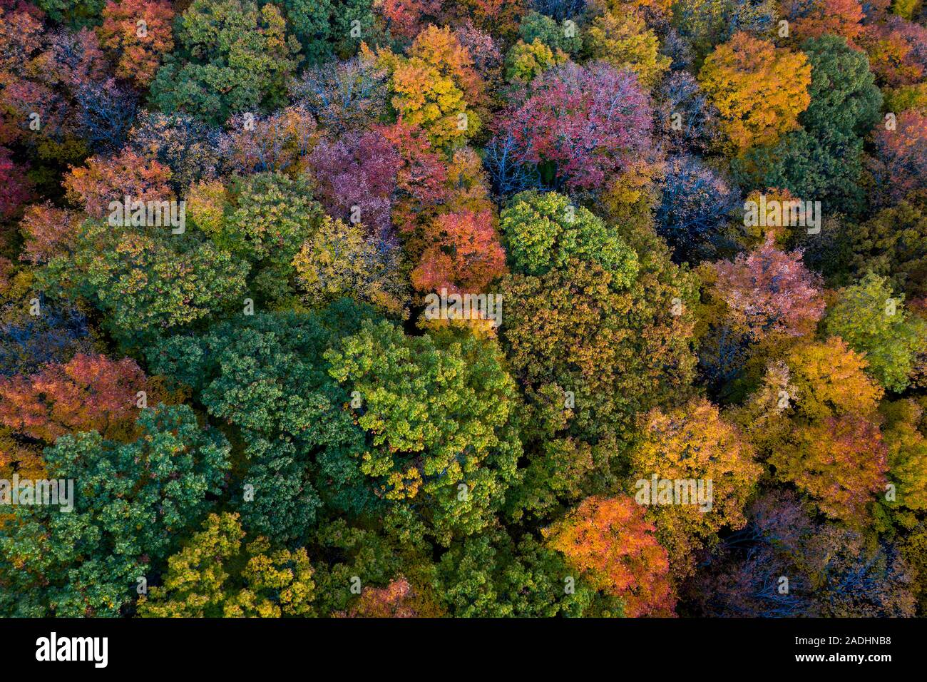 Aerial view of beautiful autumn colors forest Stock Photo
