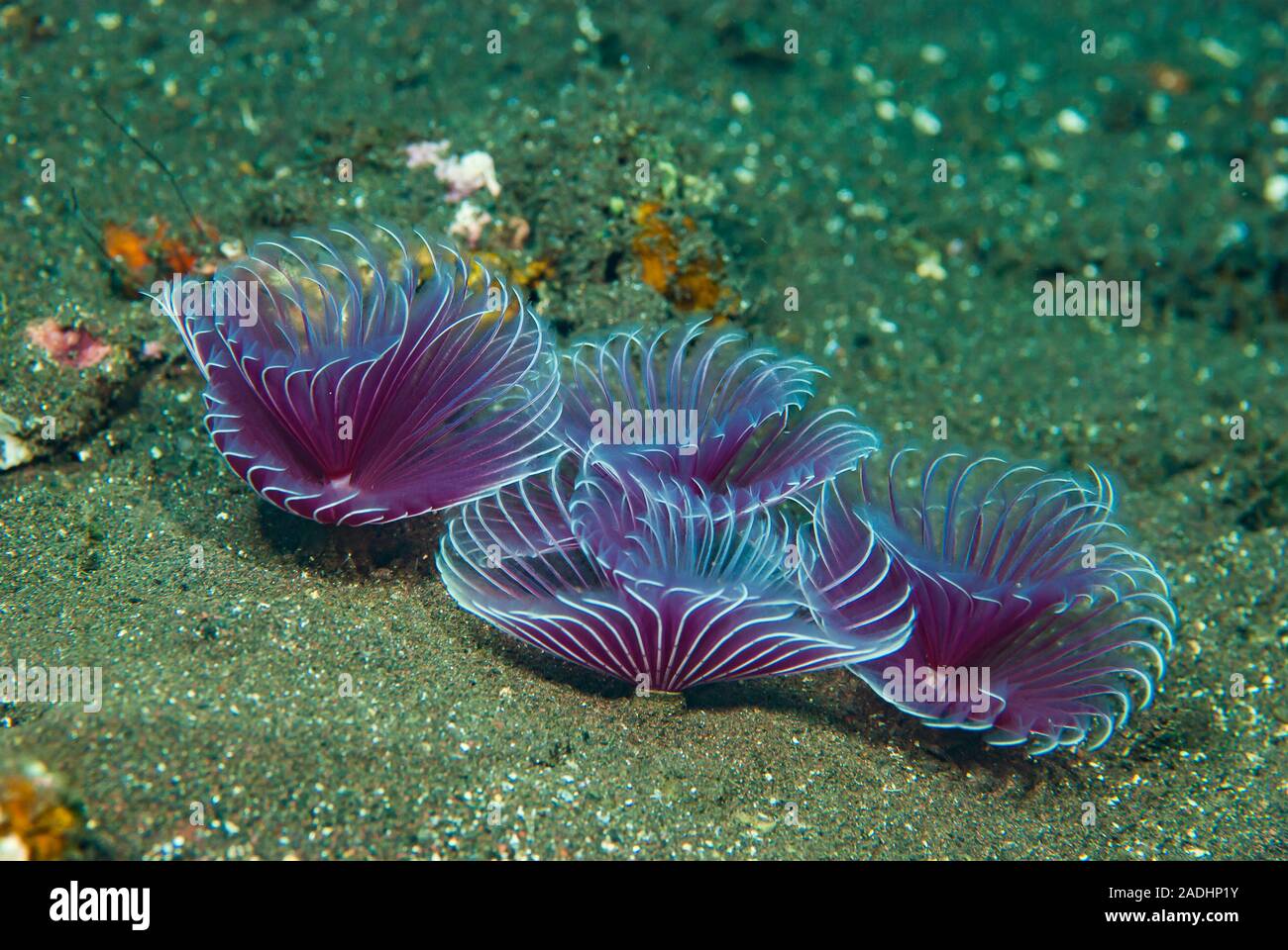 Sabellid Sabellid worm bispira sp hi-res stock photography and images - Alamy