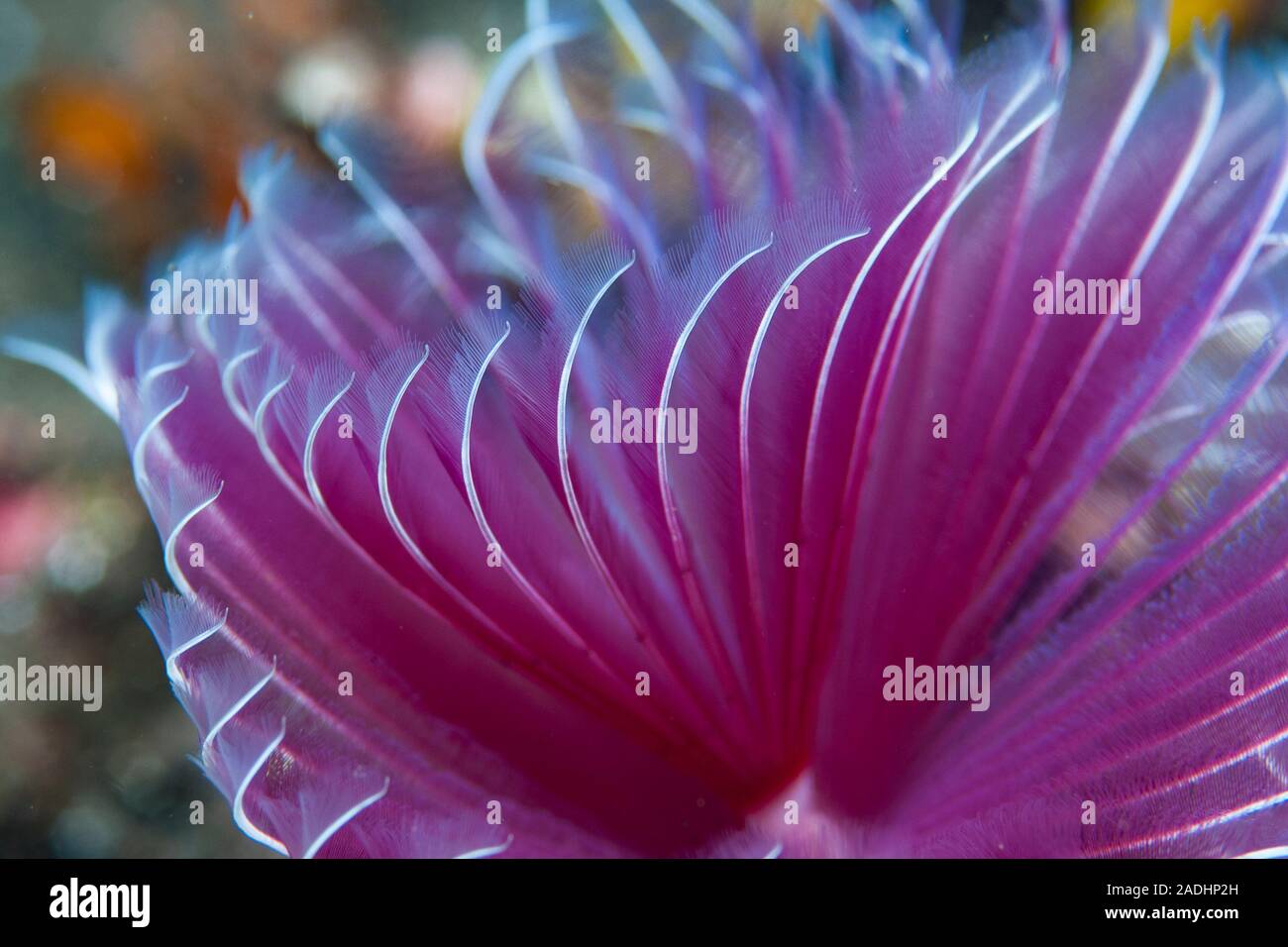 Sabellid Sabellid worm bispira sp hi-res stock photography and images - Alamy