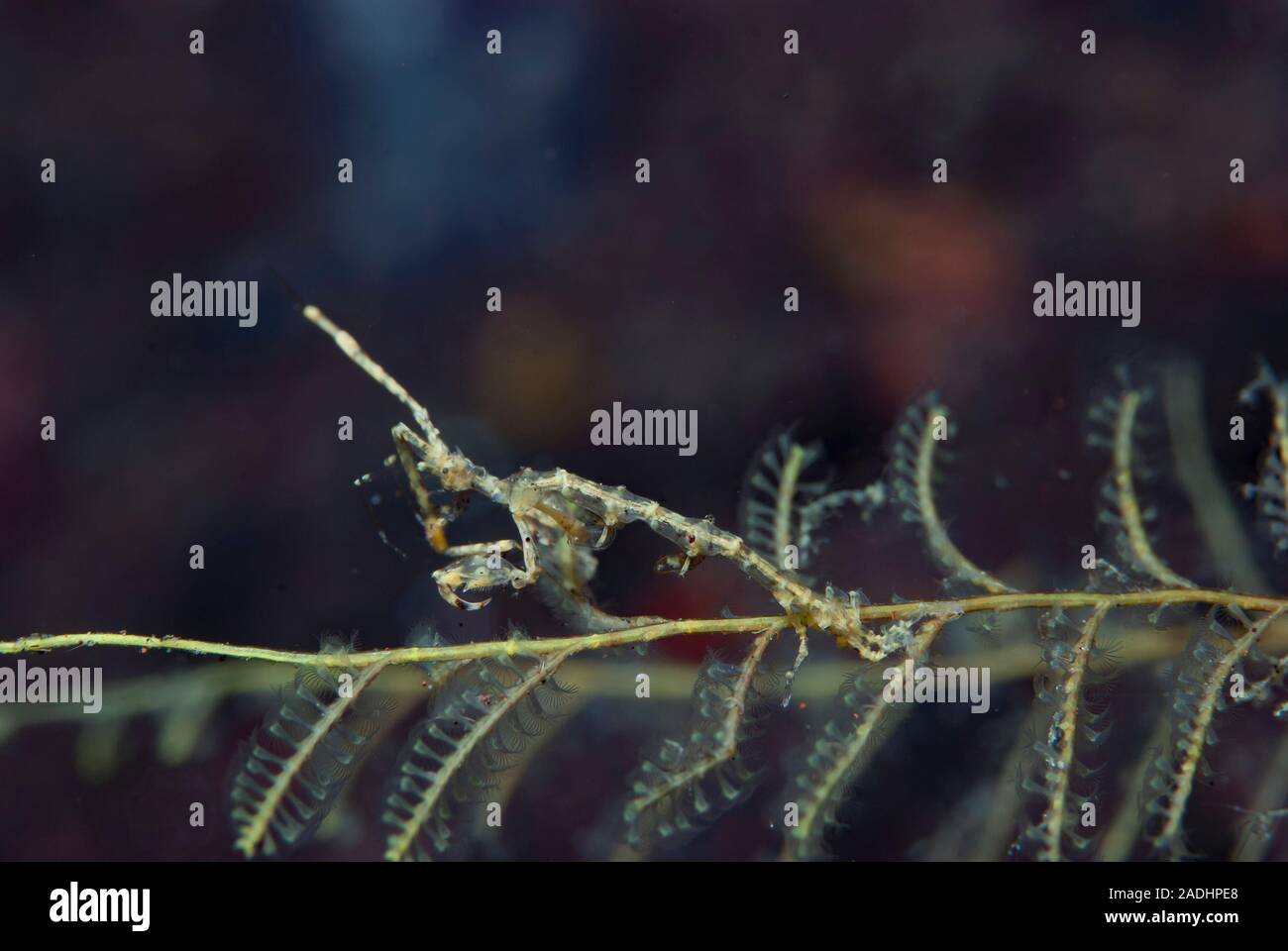 Ghost Shrimp Caprellid sp Stock Photo - Alamy