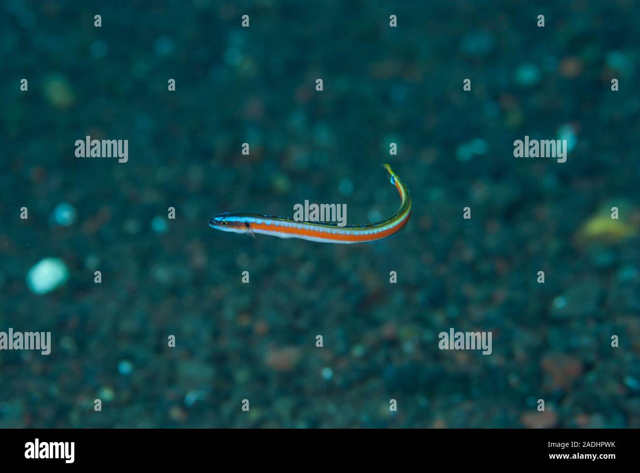 Neon WormGoby Gunnellichthys curiosus Stock Photo Alamy