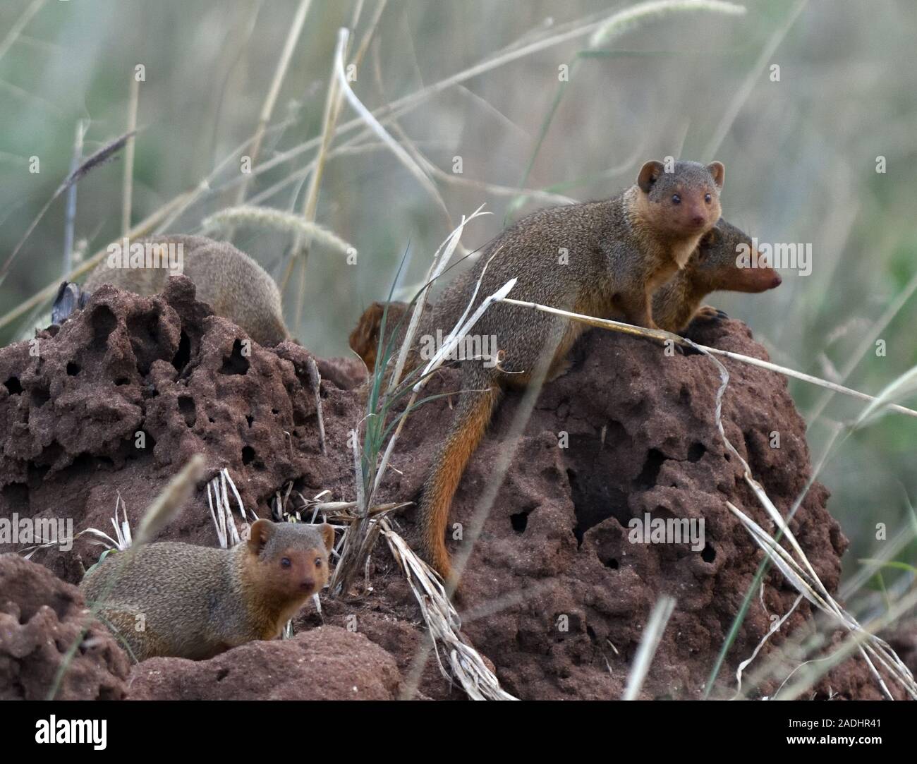 A group of common dwarf mongoose (Helogale parvula) on a termite mound that is probably their sleeping place. Serengeti National Park, Tanzania. Stock Photo