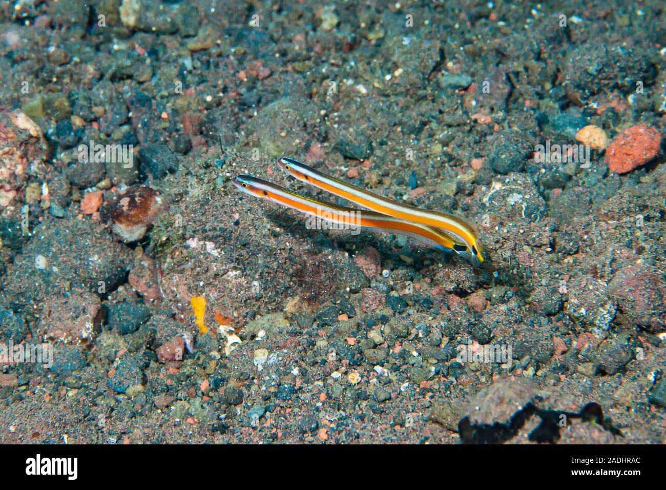 Neon WormGoby Gunnellichthys curiosus Stock Photo Alamy
