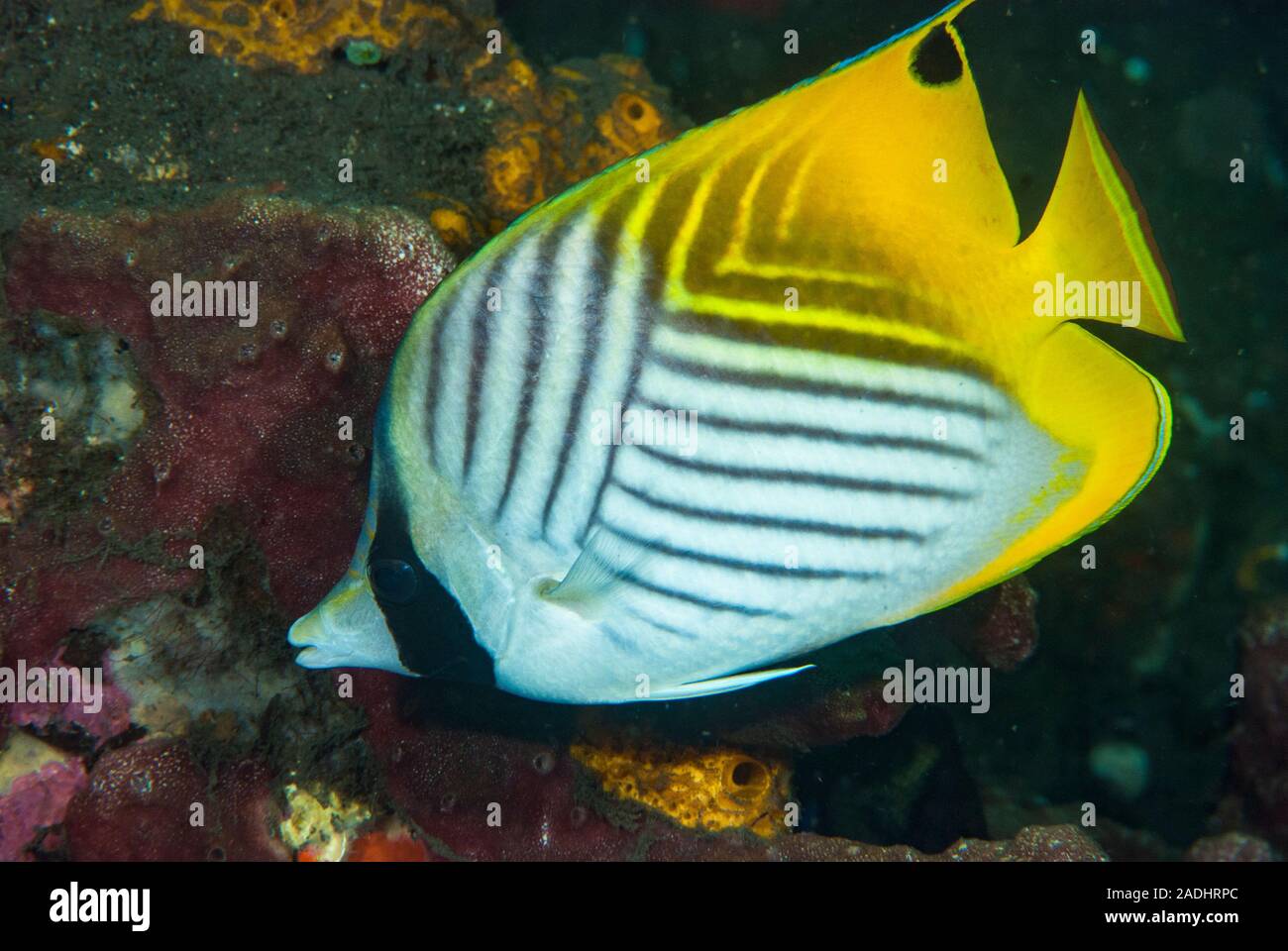 Threadfin Butterflyfish Chaetodon auriga Stock Photo