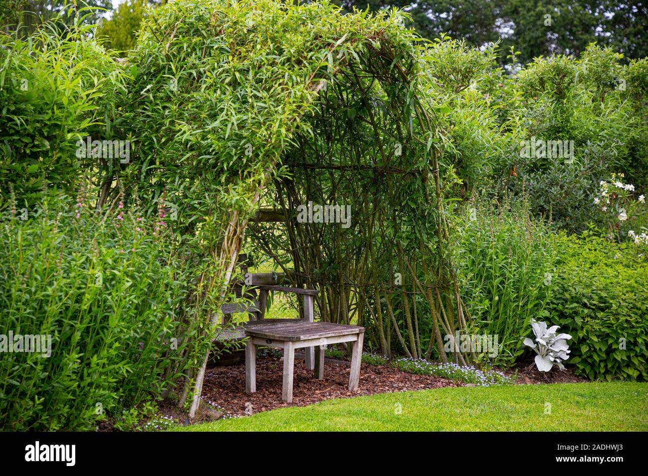 Herbaceous borders and seating area beneath a living Willow structure Stock Photo