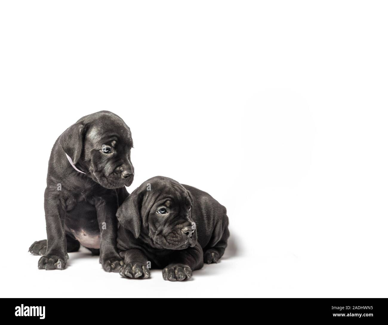 two identical twin puppies of breed canecorso on a white background ...