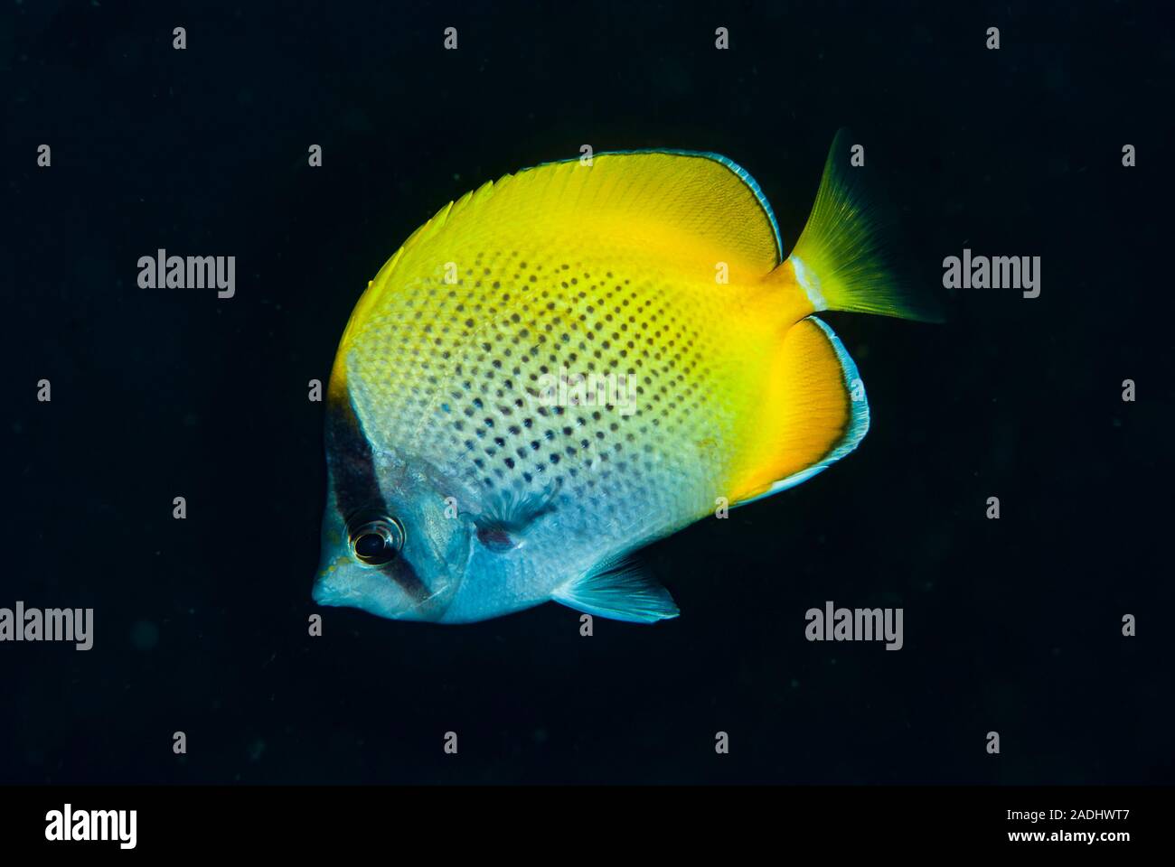 Gunther's Butterflyfish Stock Photo