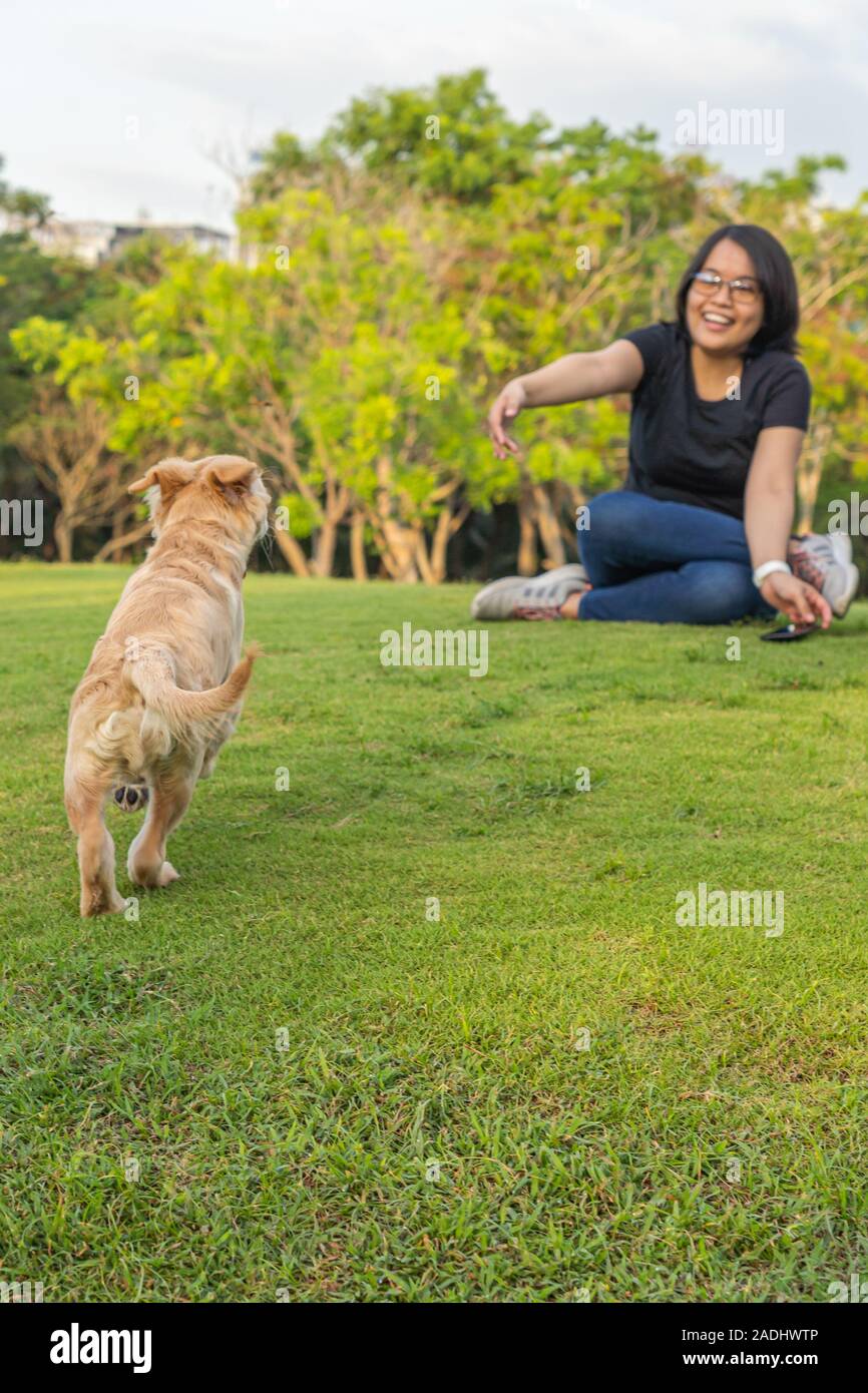 Cute Golden Puppy Running Towards His Owner For Cuddling Stock