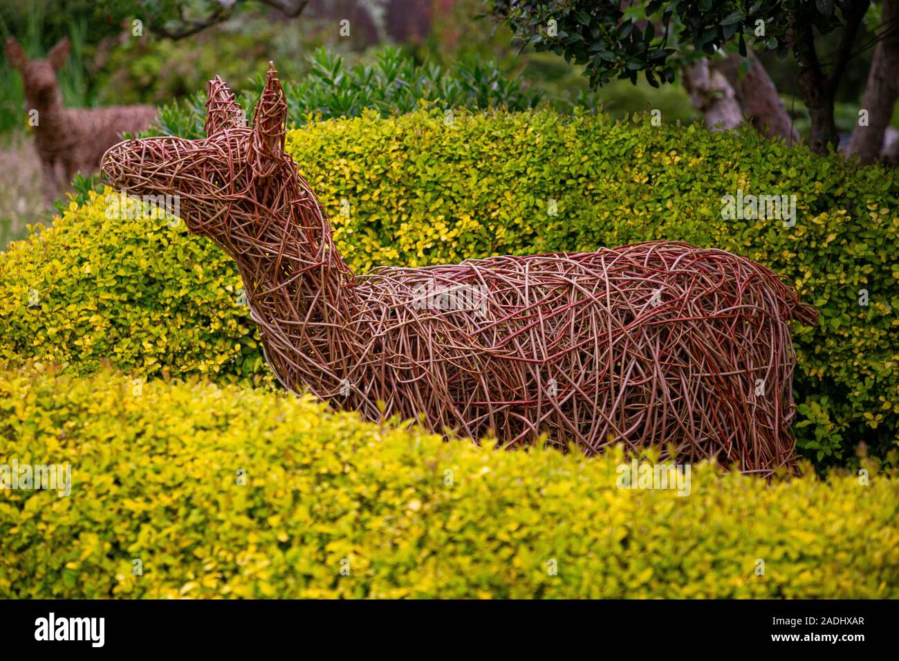 Woven Willow deer sculpture surrounded by Buxus sempervirens 'Aurea