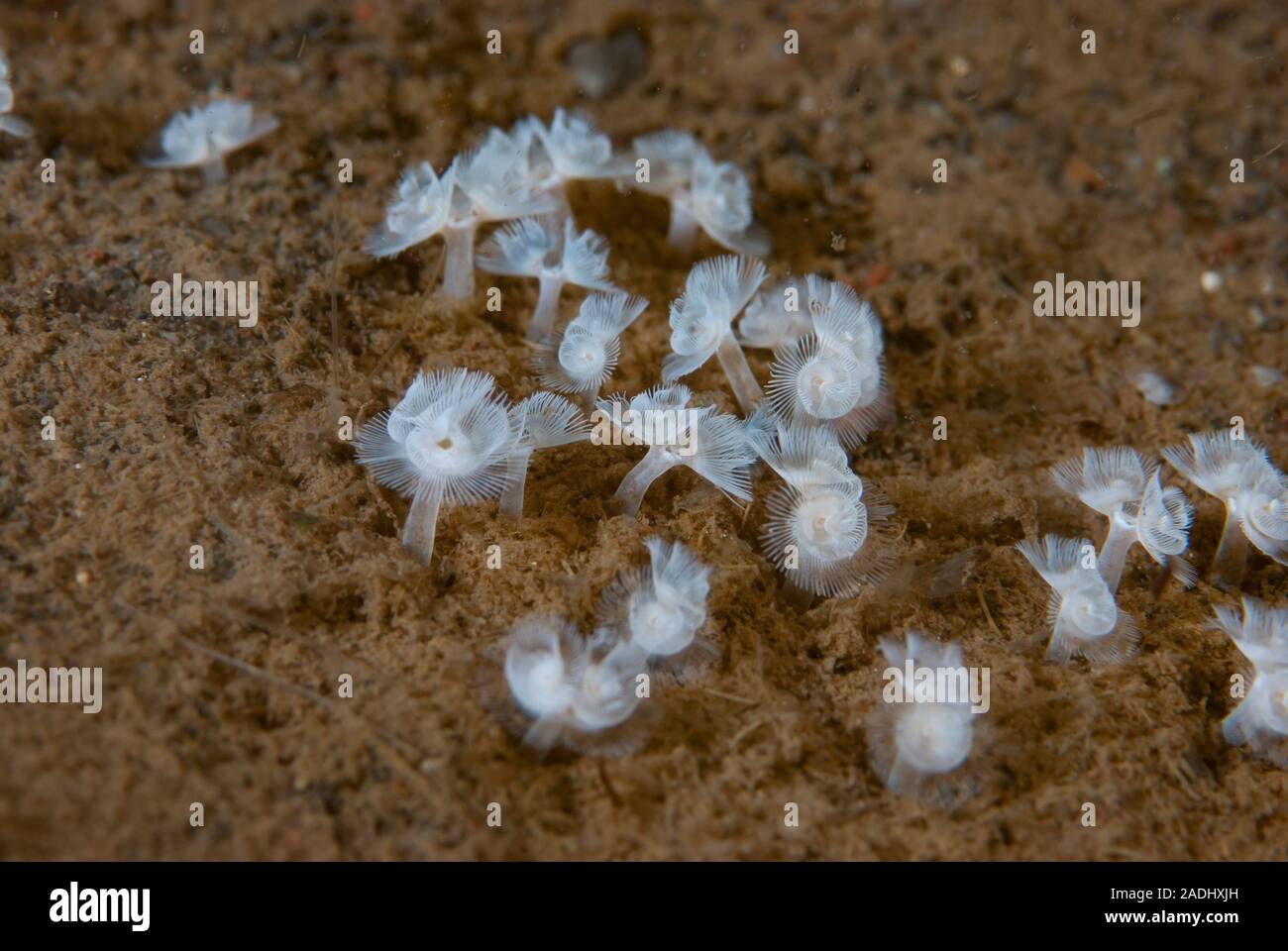 Class Polychaeta Polychaete Worms, Family Phoronidae Horseshoe Worms Stock Photo