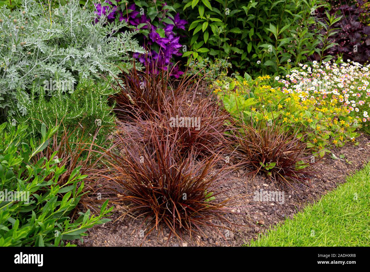 Herbaceous border featuring Uncinia rubra Stock Photo