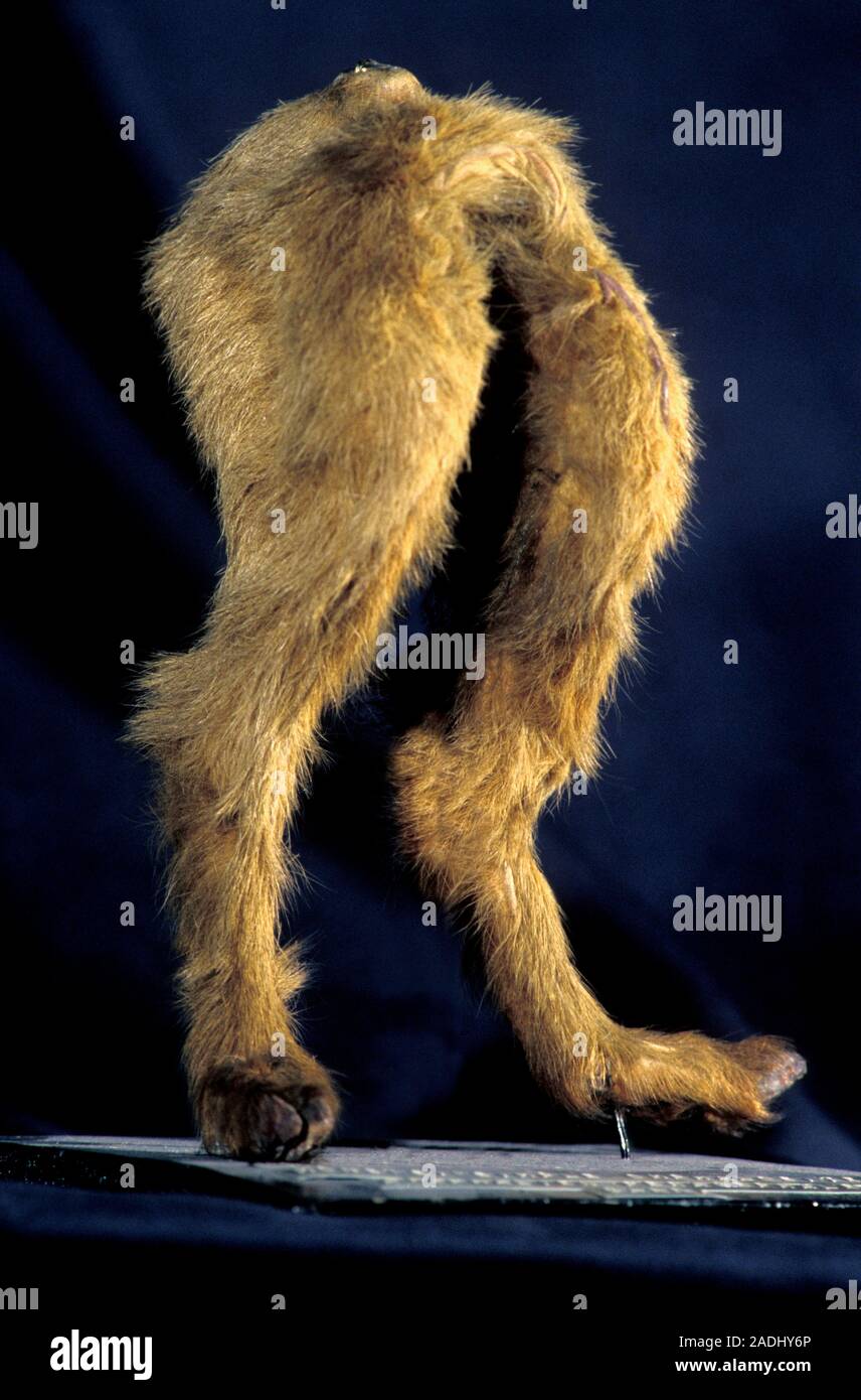 Goat Forelimb Newborn goat with birth defects. This stuffed newborn goat was born ...