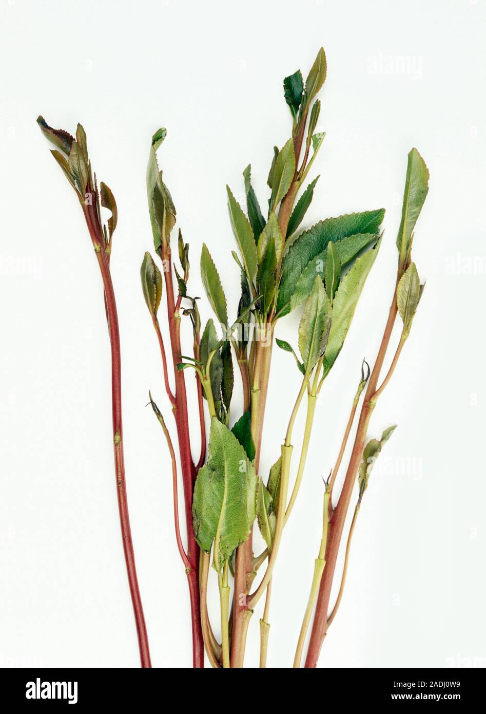 Qat. Leaves of the Ethiopian Qat or Khat plant (Catha edulis). The leaves  and stems of Qat are chewed for their stimulant effect. Qat is grown in  Afri Stock Photo - Alamy