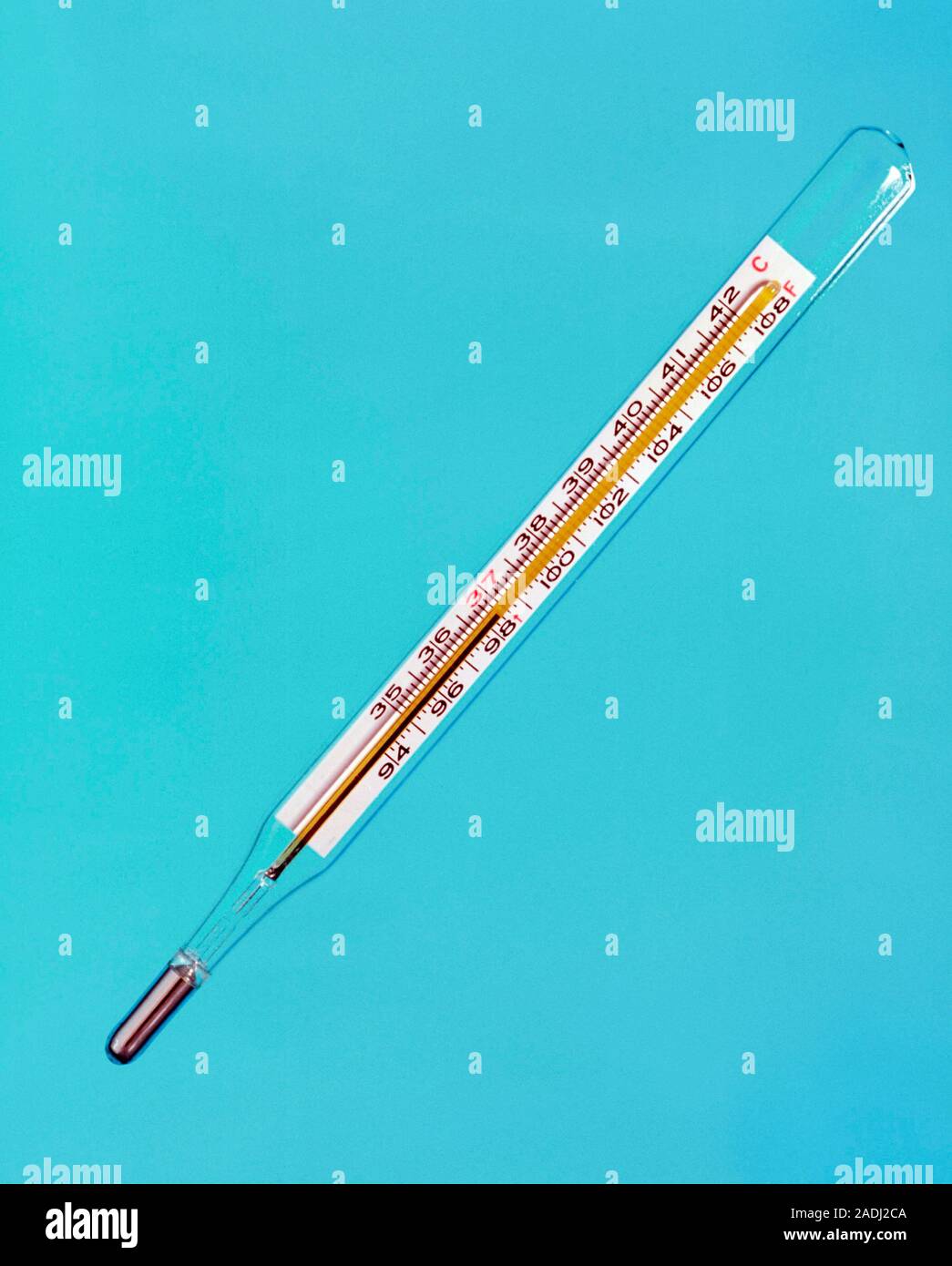 Thermometer at normal body temperature. Clinical thermometer calibrated in  degrees Fahrenheit (F) and Celsius (C). It is showing a temperature of 98.4  Stock Photo - Alamy