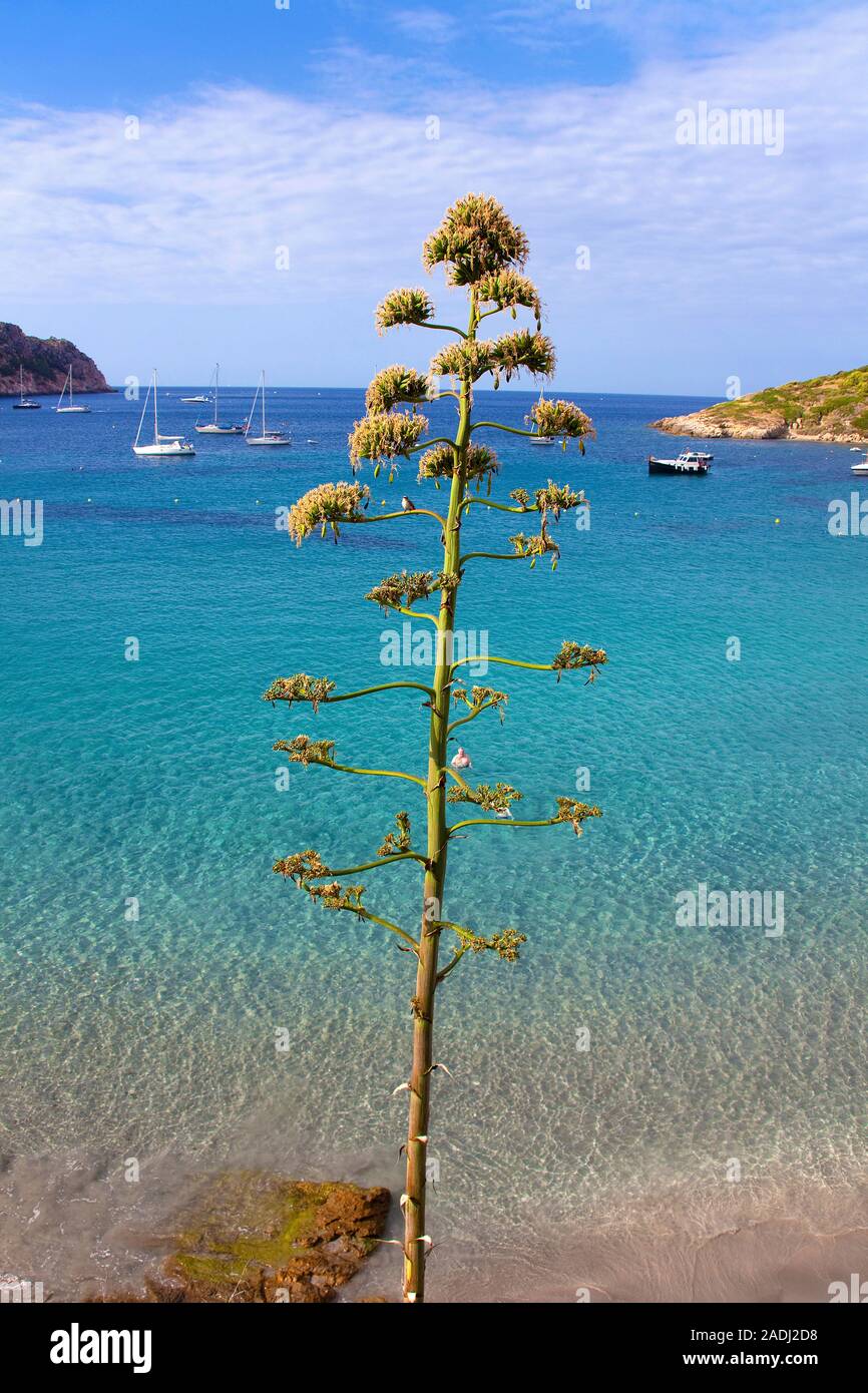 Agave, sentry plant, century plant, maguey aloe or American aloe (Agave americana), San Telmo, Mallorca, Balearic islands, Spain Stock Photo