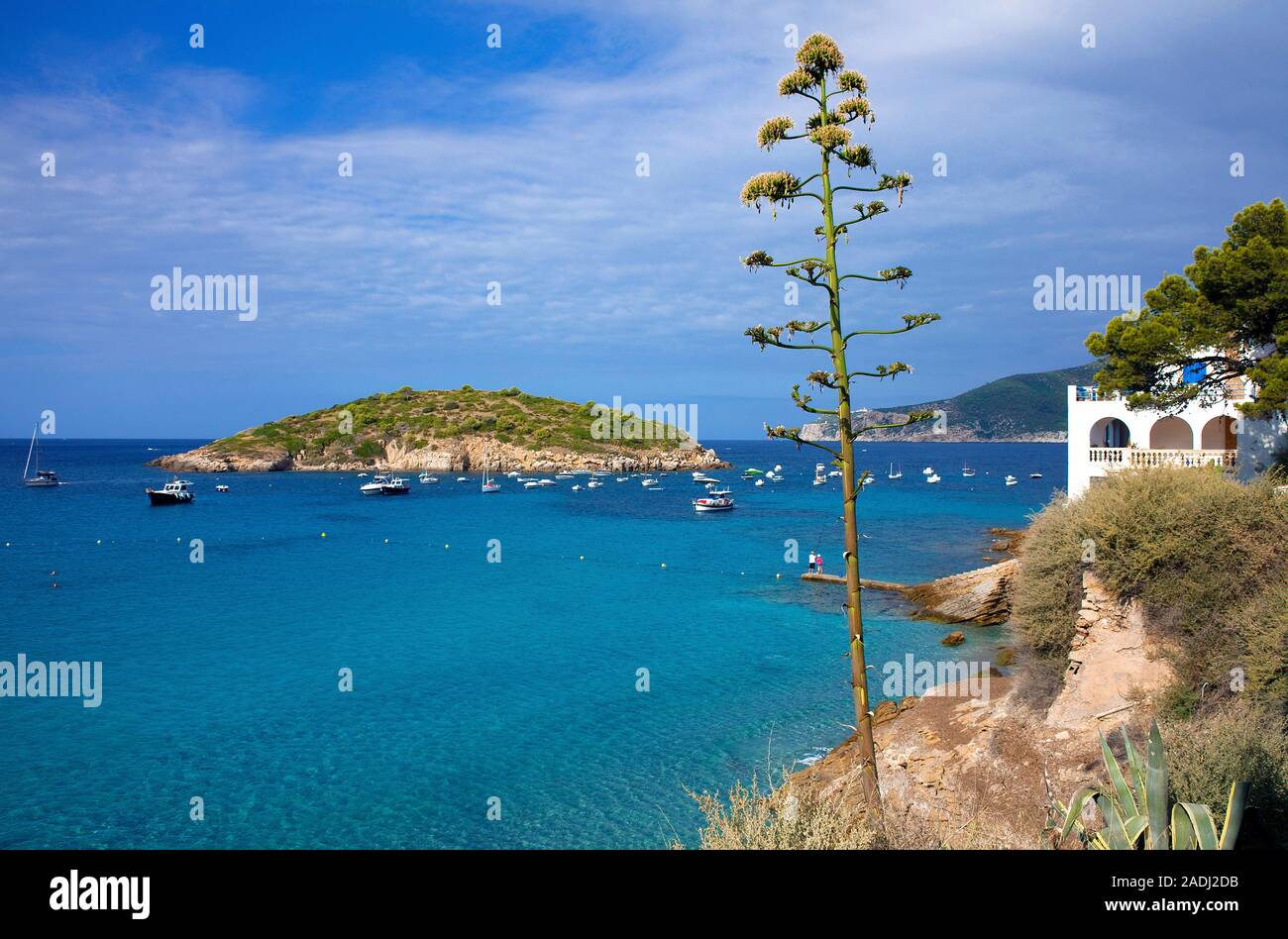 The tiny Pantaleu island at San Telmo, Agave, sentry plant, century plant, maguey aloe or American aloe (Agave americana), Mallorca, Spain Stock Photo