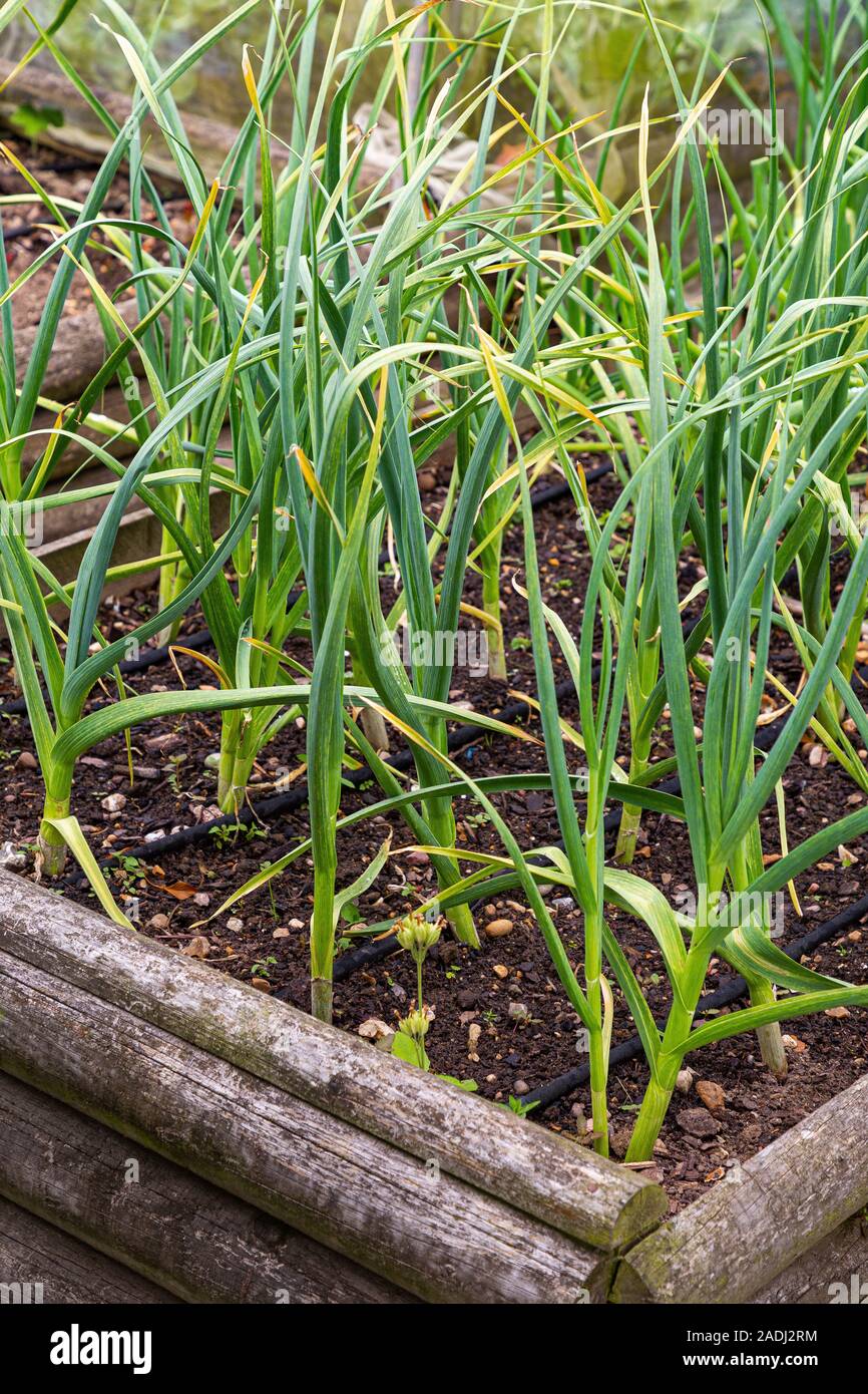 Onions growing in a raised vegetable bed Stock Photo Alamy
