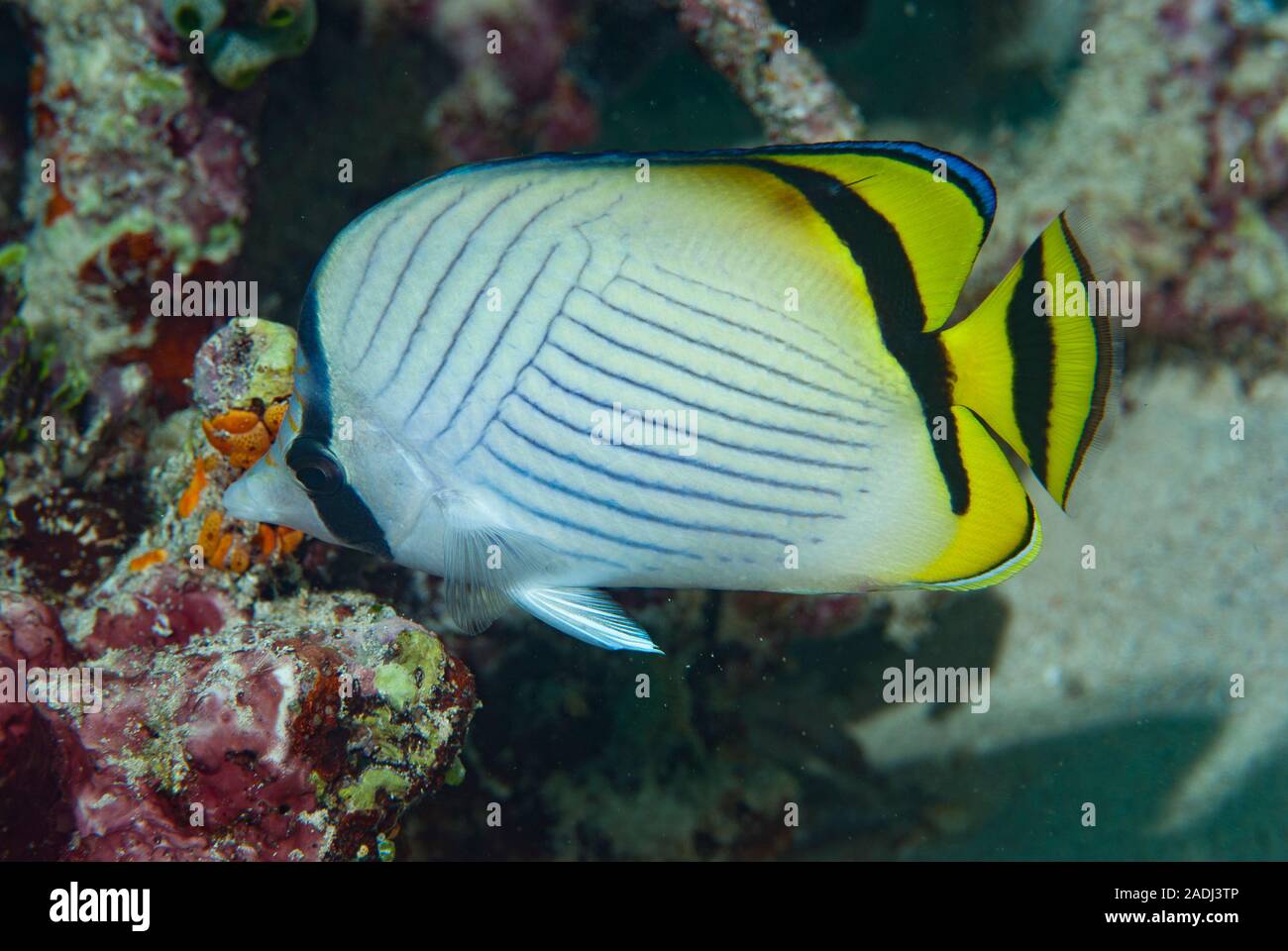 Vagabund Butterflyfish Chaetodon vagabundus Stock Photo