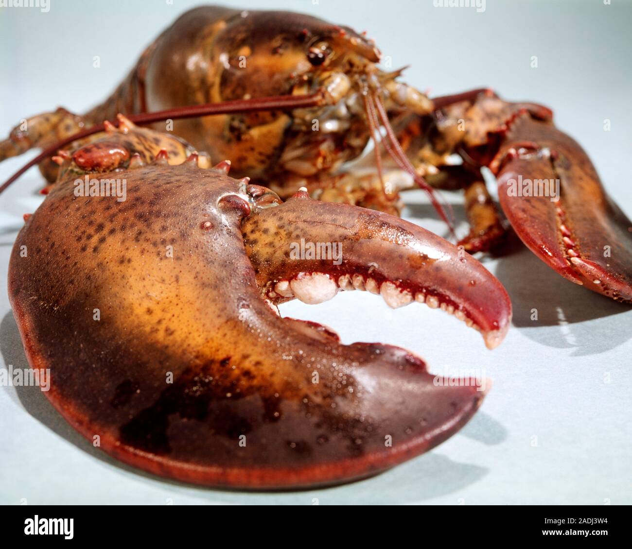 1960s BOILED LOBSTER WITH LARGEST CLAW CLOSEST TO CAMERA kf5193