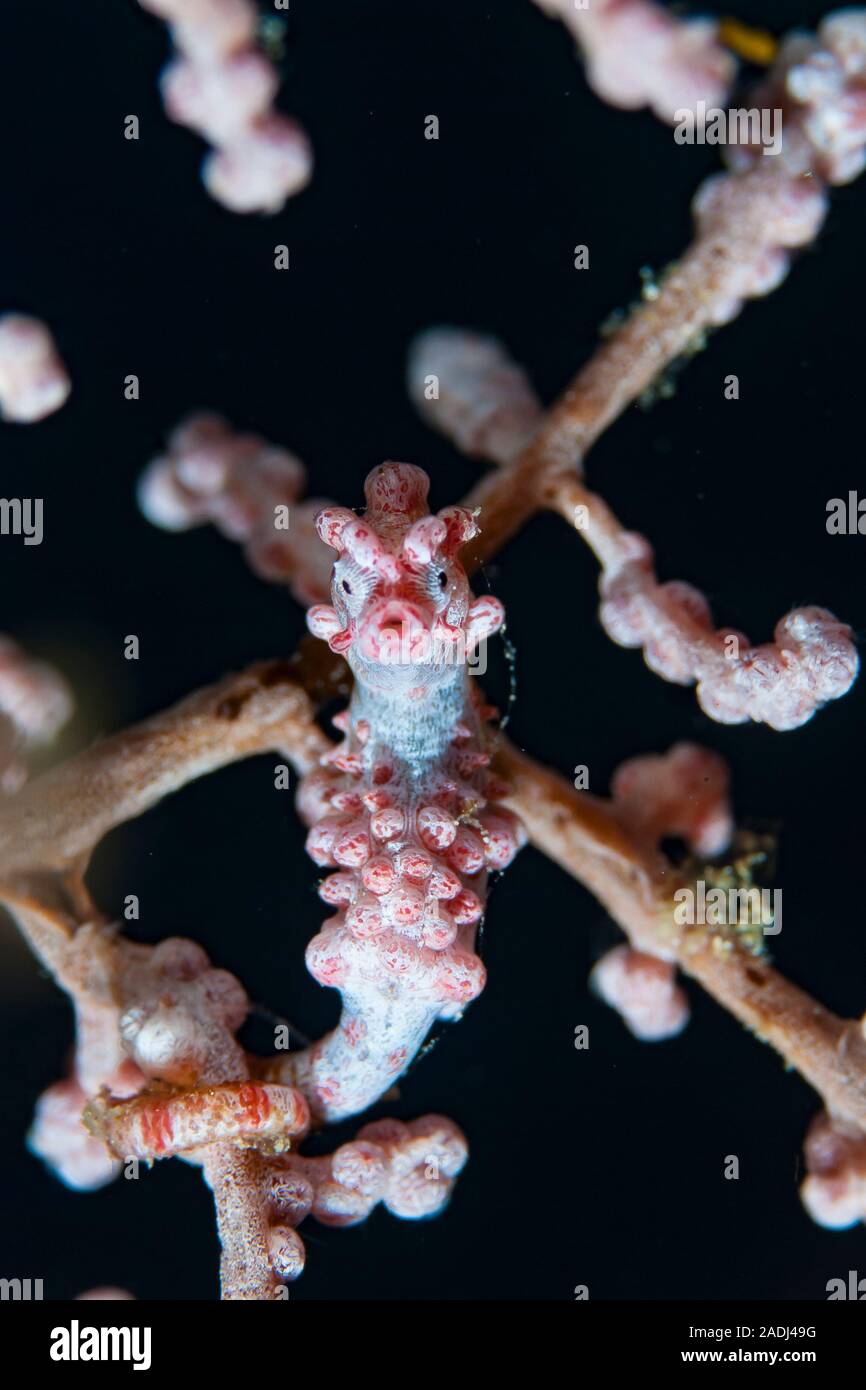 Bargibanti Pygmy Seahorse Stock Photo