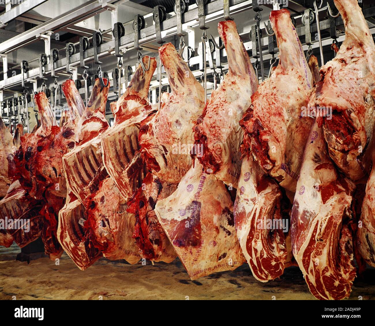 1970s SIDES OF BEEF RAW DRESSED CARCASSES HANGING IN WAREHOUSE MEAT COOLER - kf6219 HAR001 HARS OLD FASHIONED Stock Photo
