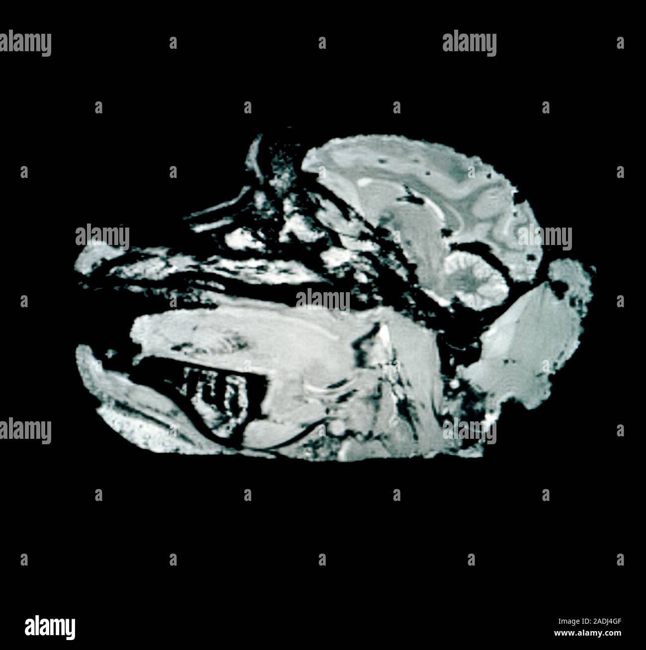 MRI calibration. resonance imaging (MRI) scan of an animal's