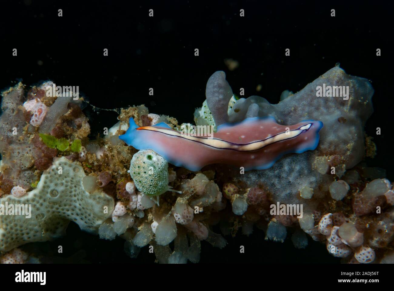 Flatworm Pseudoceros bifurcus Stock Photo