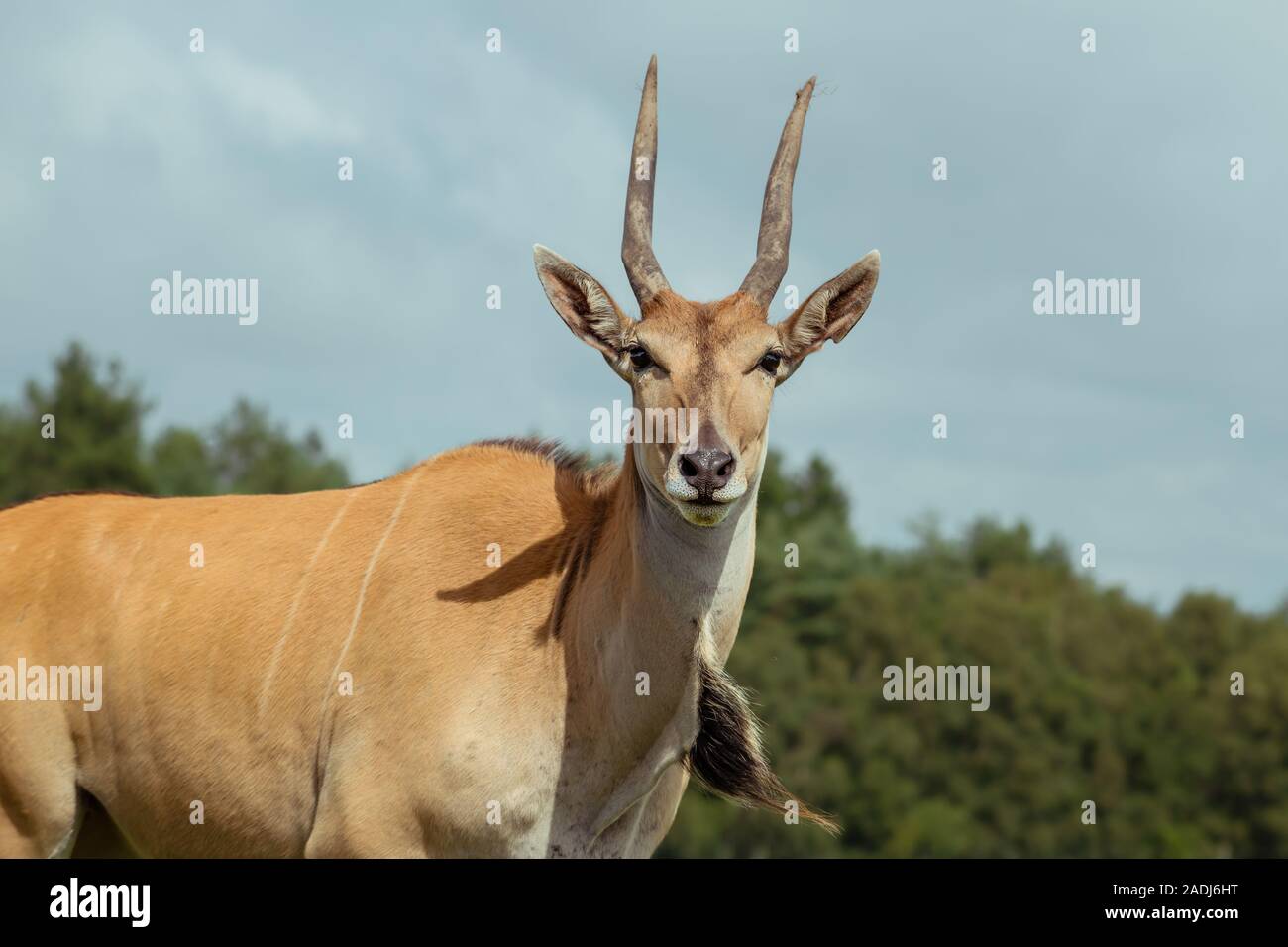 A female common eland, front view looking at camera, with sloped spiral horns, hump and dewlap with neck mane Stock Photo
