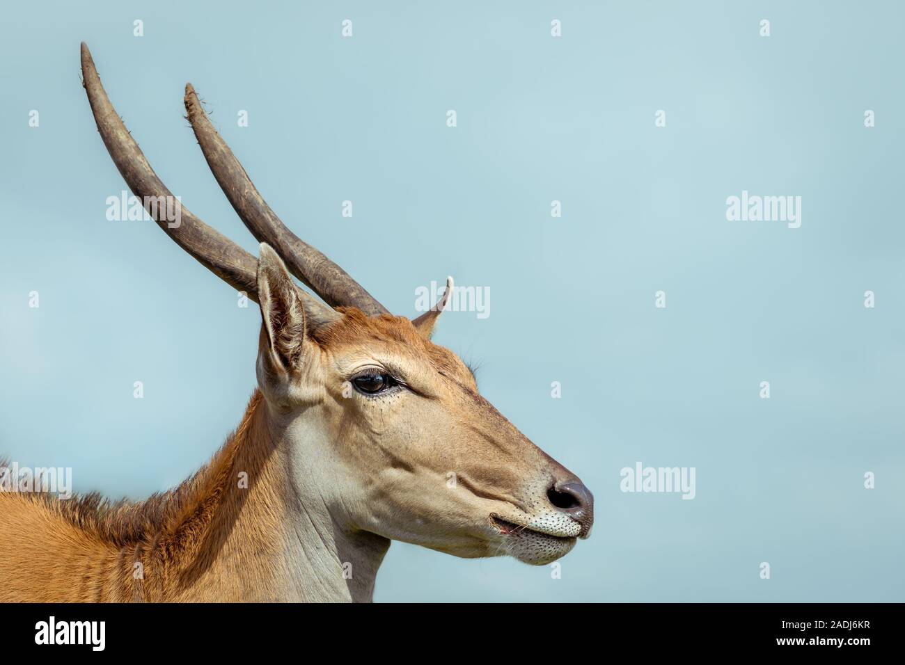 The face and sloped spiral horns of a female common eland, from the side, looking at camera. Sky forms white space. Stock Photo