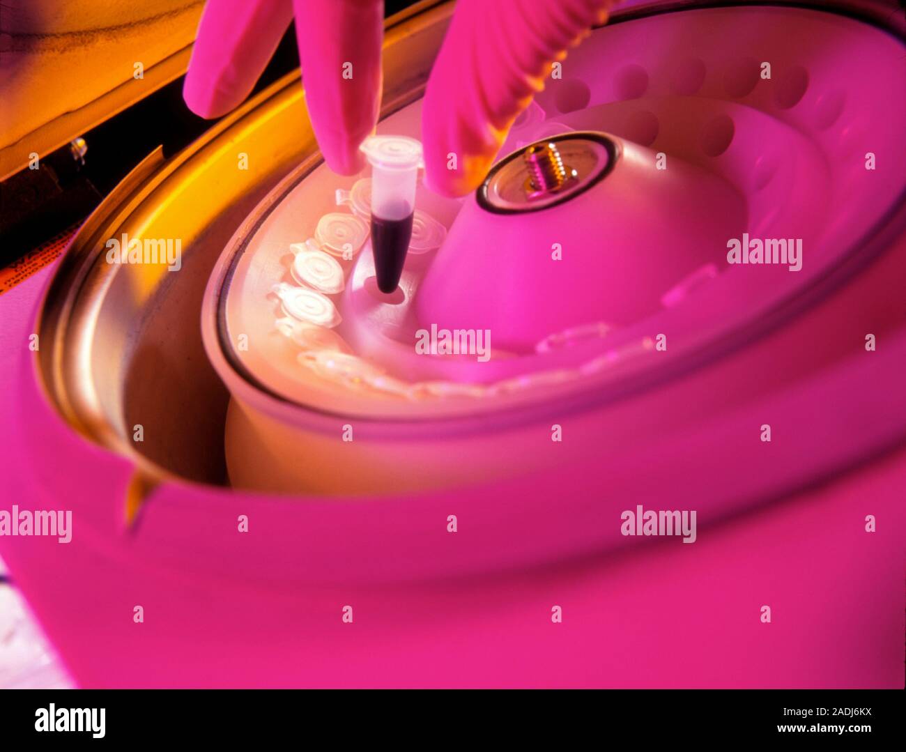 Blood centrifuge. Gloved hand loading a blood sample in a microtube