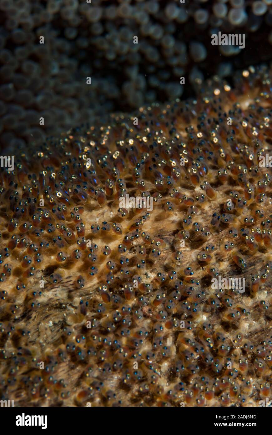 Anemonefish (or Clownfish) live in a symbiotic relationship with sea anemones.They deposit eggs close to the anemone. Stock Photo