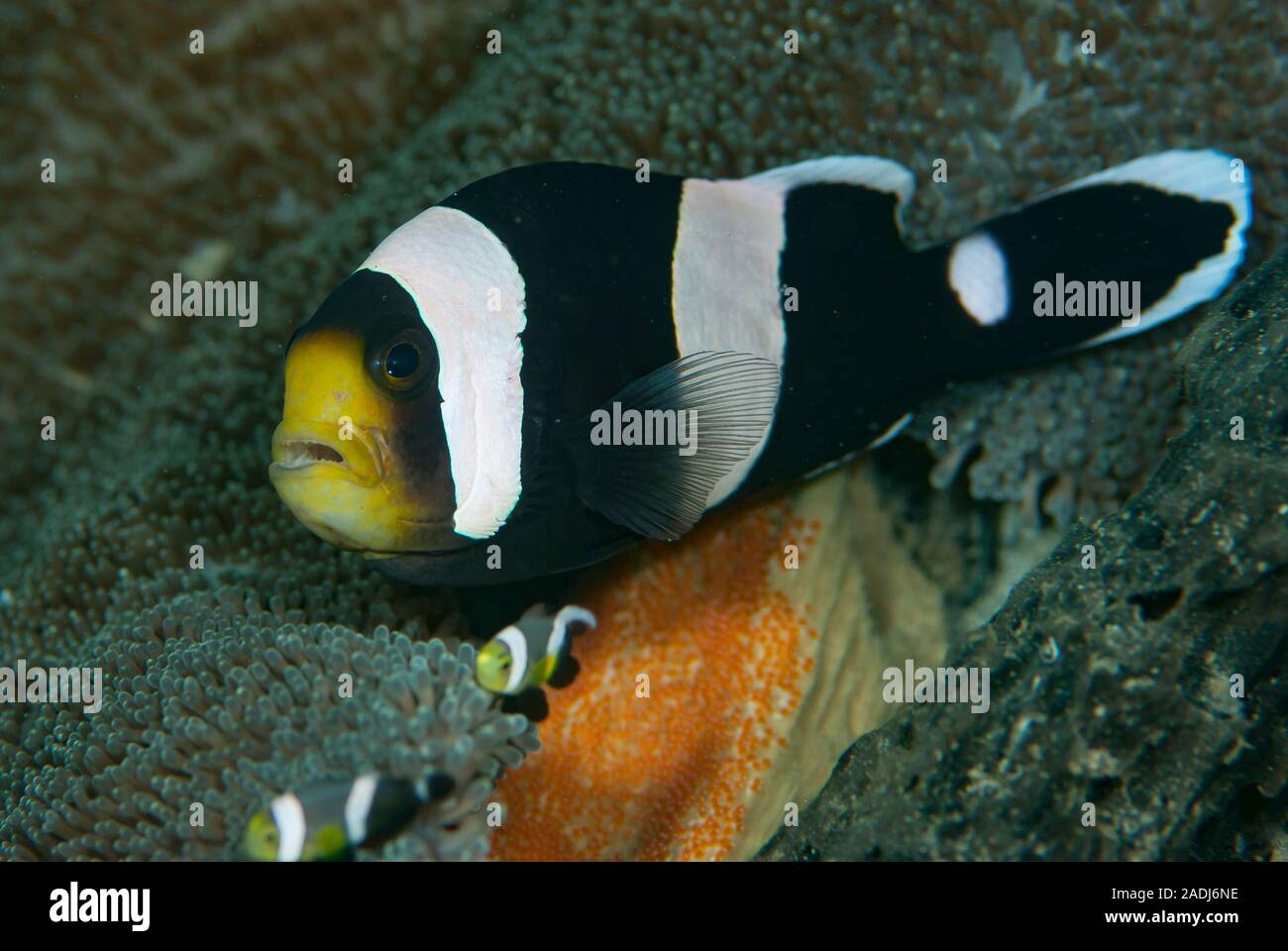 Anemonefish (or Clownfish) live in a symbiotic relationship with sea anemones.They deposit eggs close to the anemone. Stock Photo