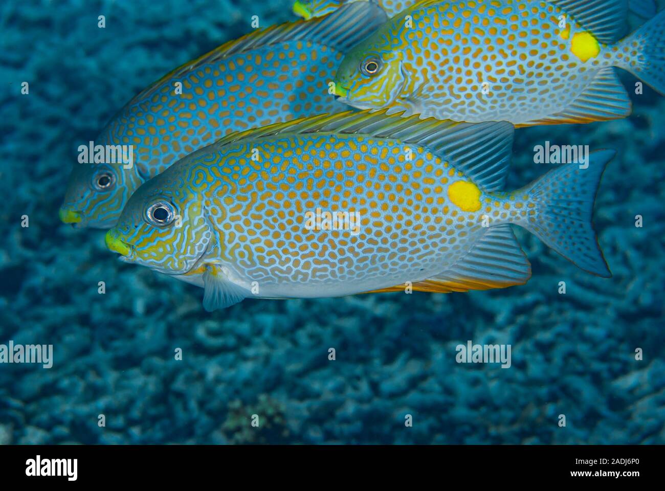 Golden Rabbitfish Siganus guttatus Stock Photo