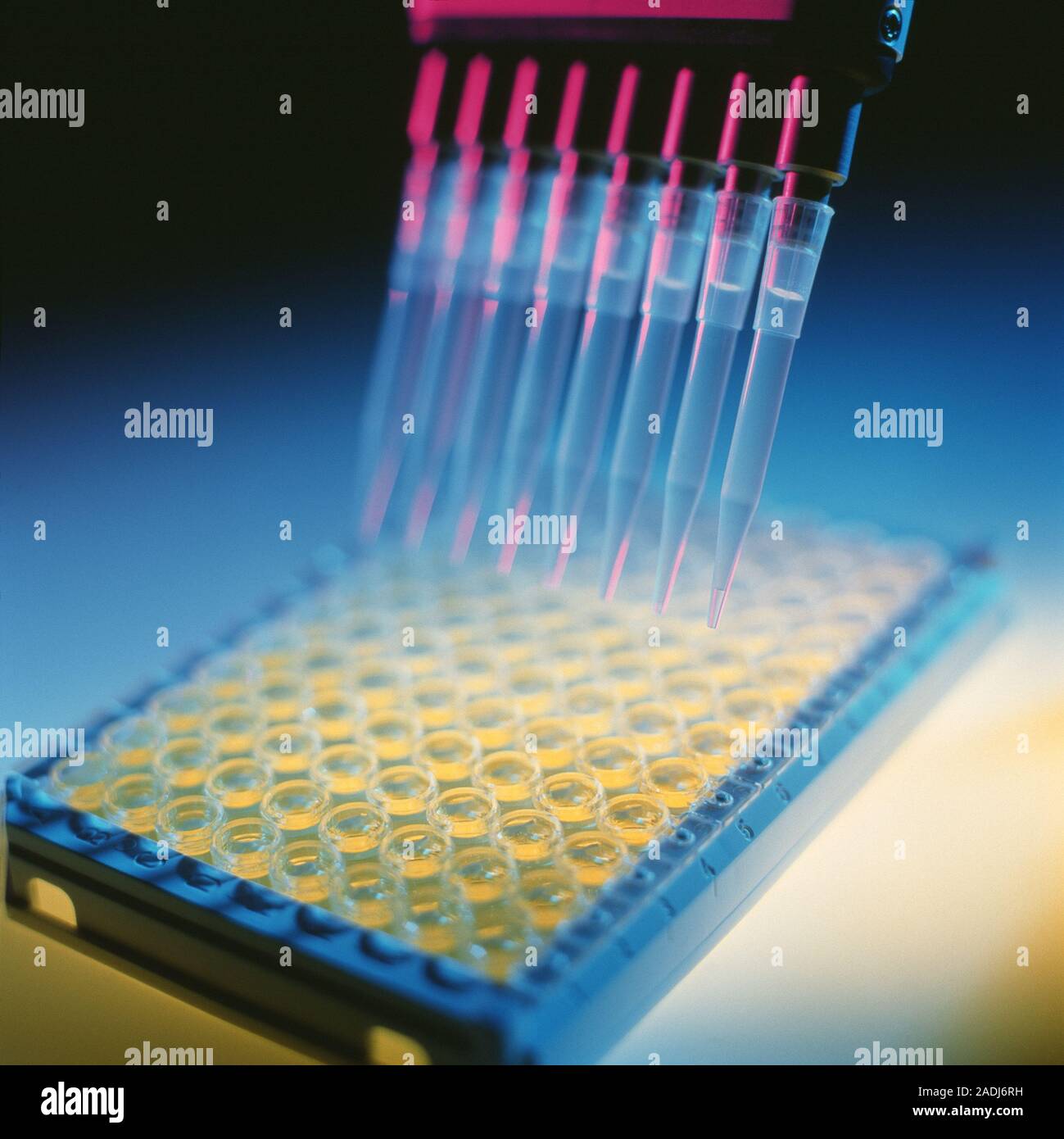 ELISA test. Multipipettes and a multiwell sample tray during an