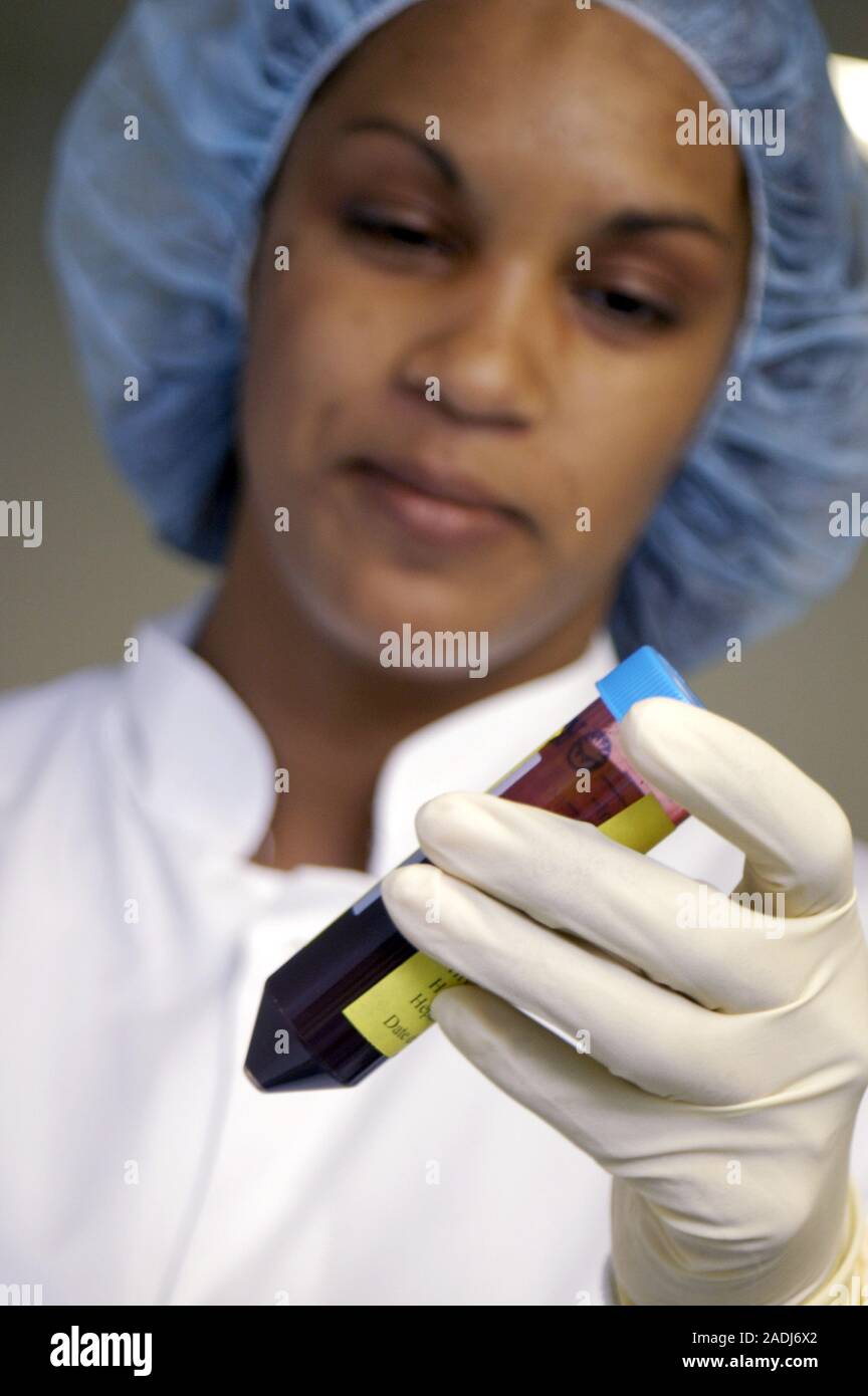 MODEL RELEASED. Blood sample. A researcher holding a tube containing a