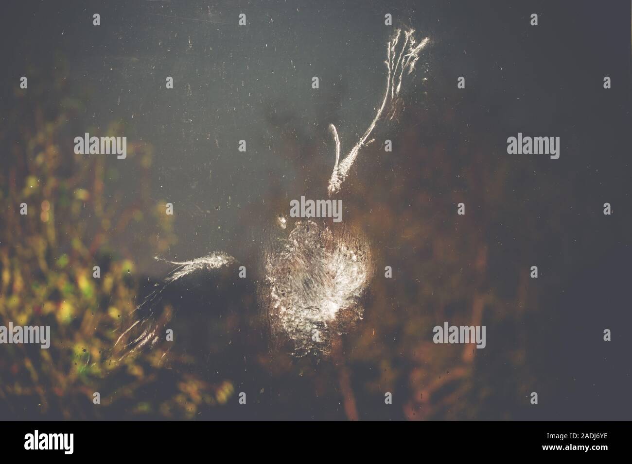 Powder down feather hires stock photography and images Alamy