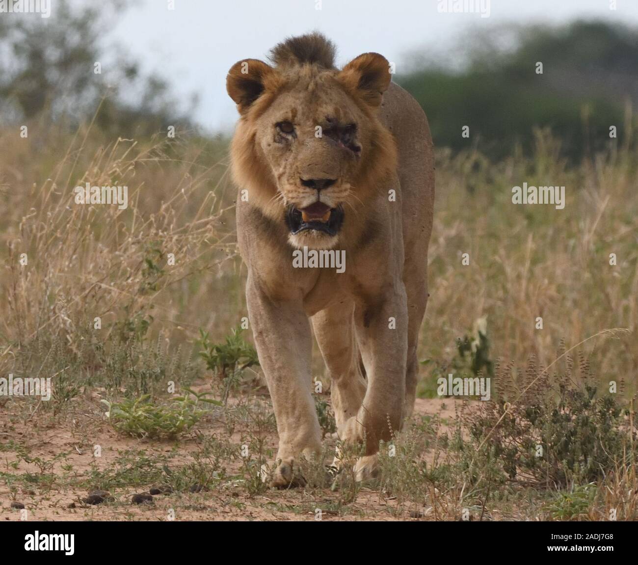 A weak and thin male  lion (Panthera leo) who appears to be missing one eye. Tarangire National Park, Tanzania. Stock Photo