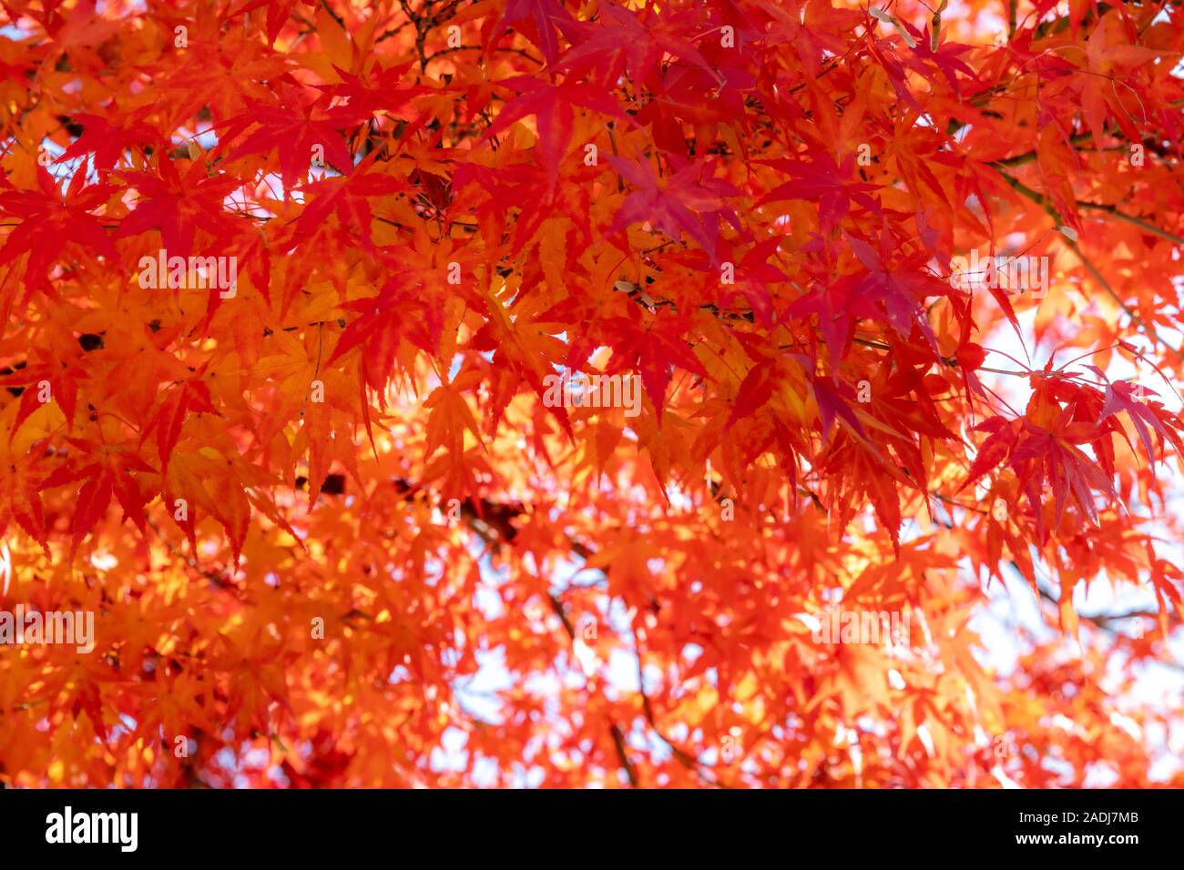Fall leaves blowing in wind hires stock photography and images Alamy