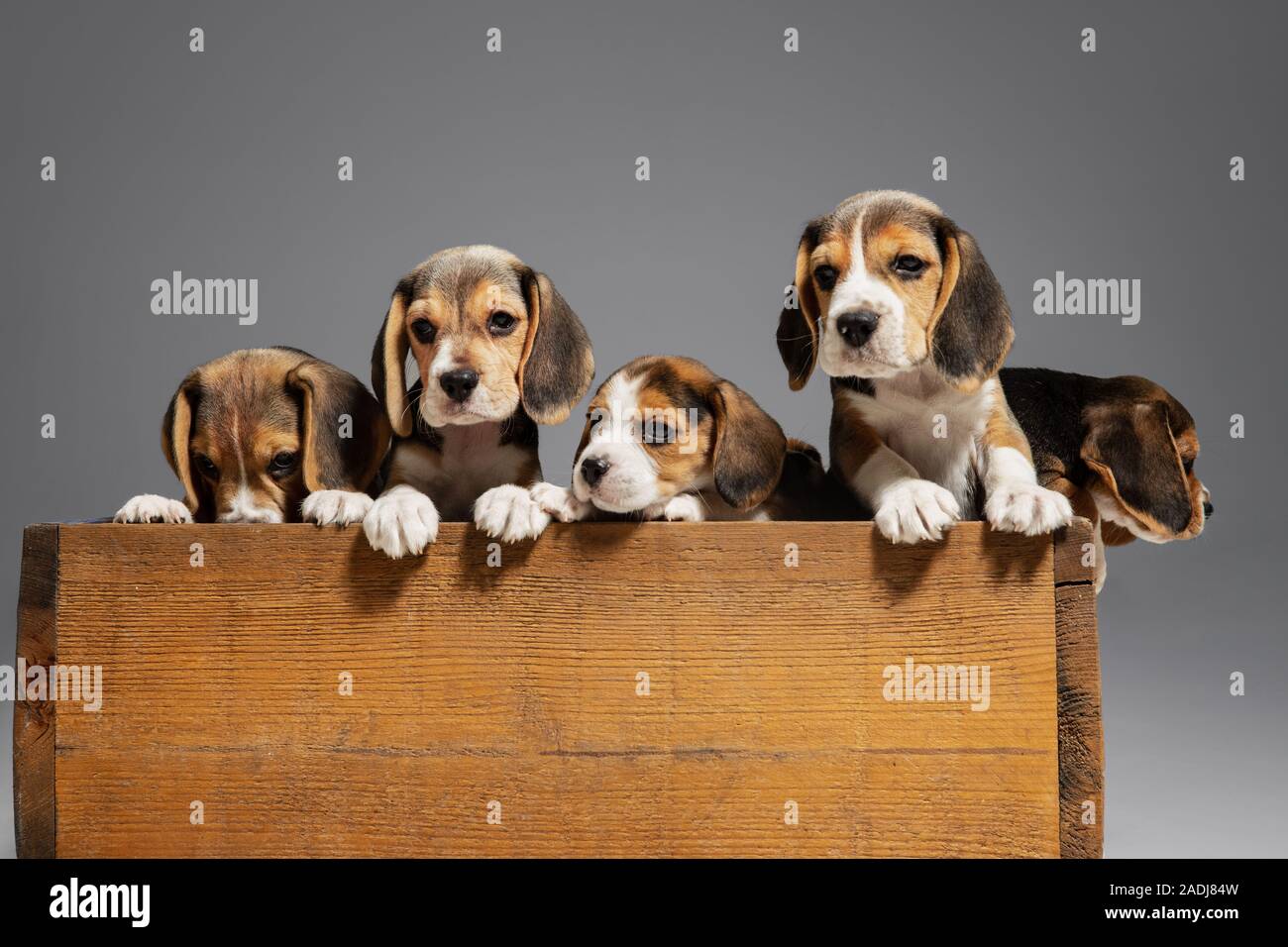 beagle box