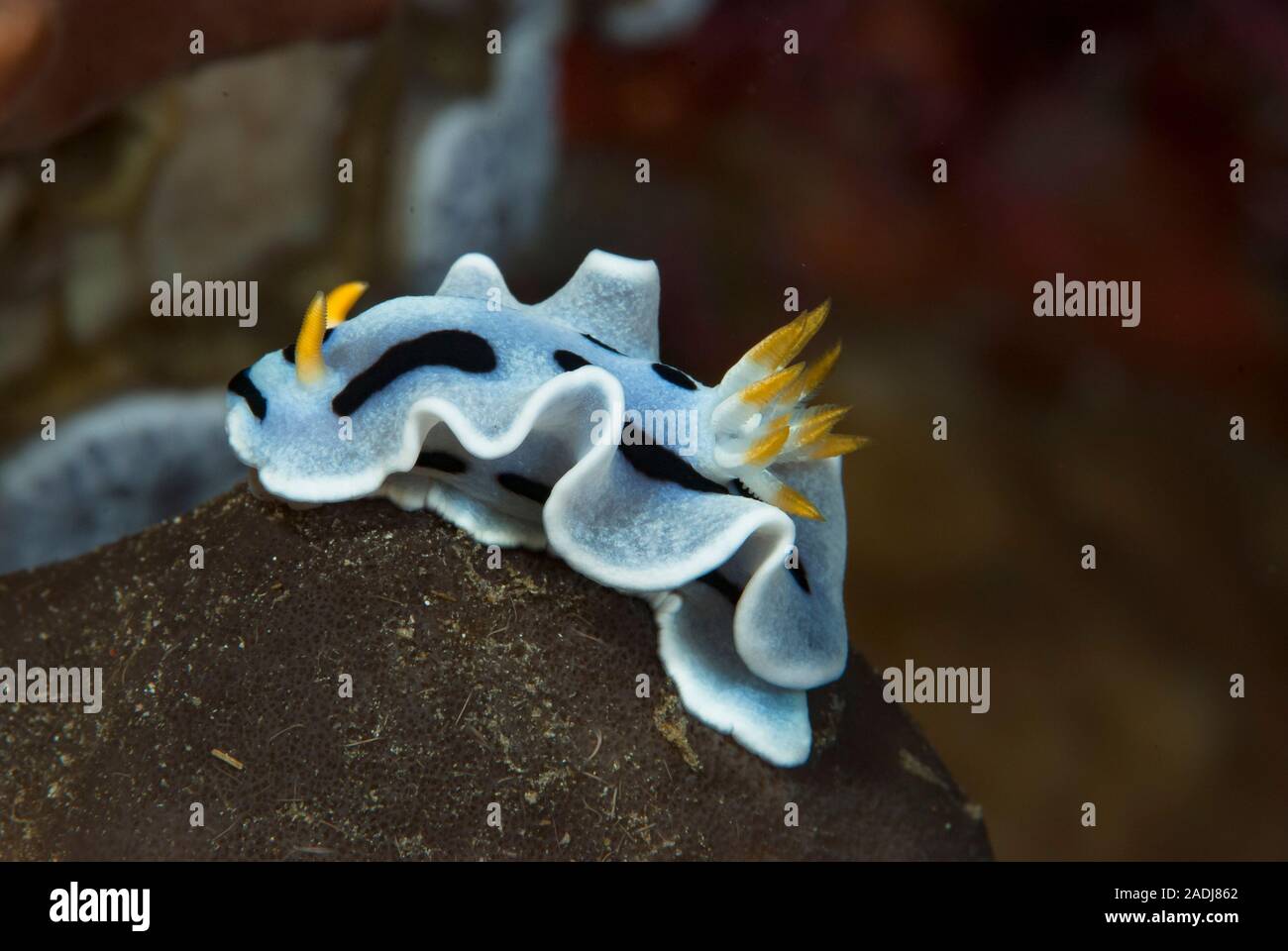 Nudibranch Chromodoris dianae Stock Photo