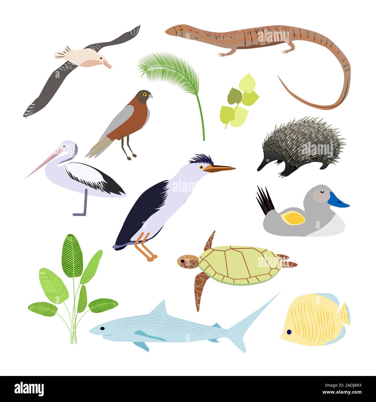Australian animals. Vector illustration in flat style.The main symbols of country Stock Image & Art - Alamy