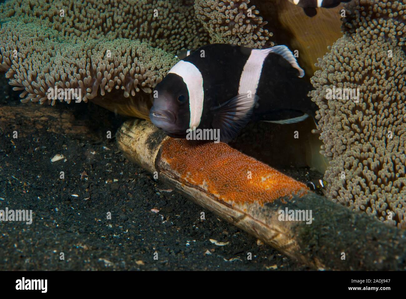 Anemonefish (or Clownfish) live in a symbiotic relationship with sea anemones. These little fish protect the anemone for predators like butteflyfish, Stock Photo