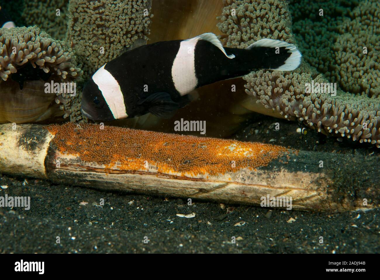 Anemonefish (or Clownfish) live in a symbiotic relationship with sea anemones. These little fish protect the anemone for predators like butteflyfish, Stock Photo