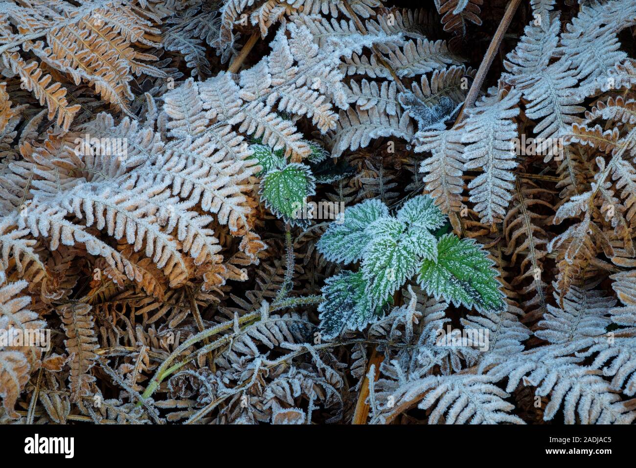 Frost on roadside plants. Stock Photo